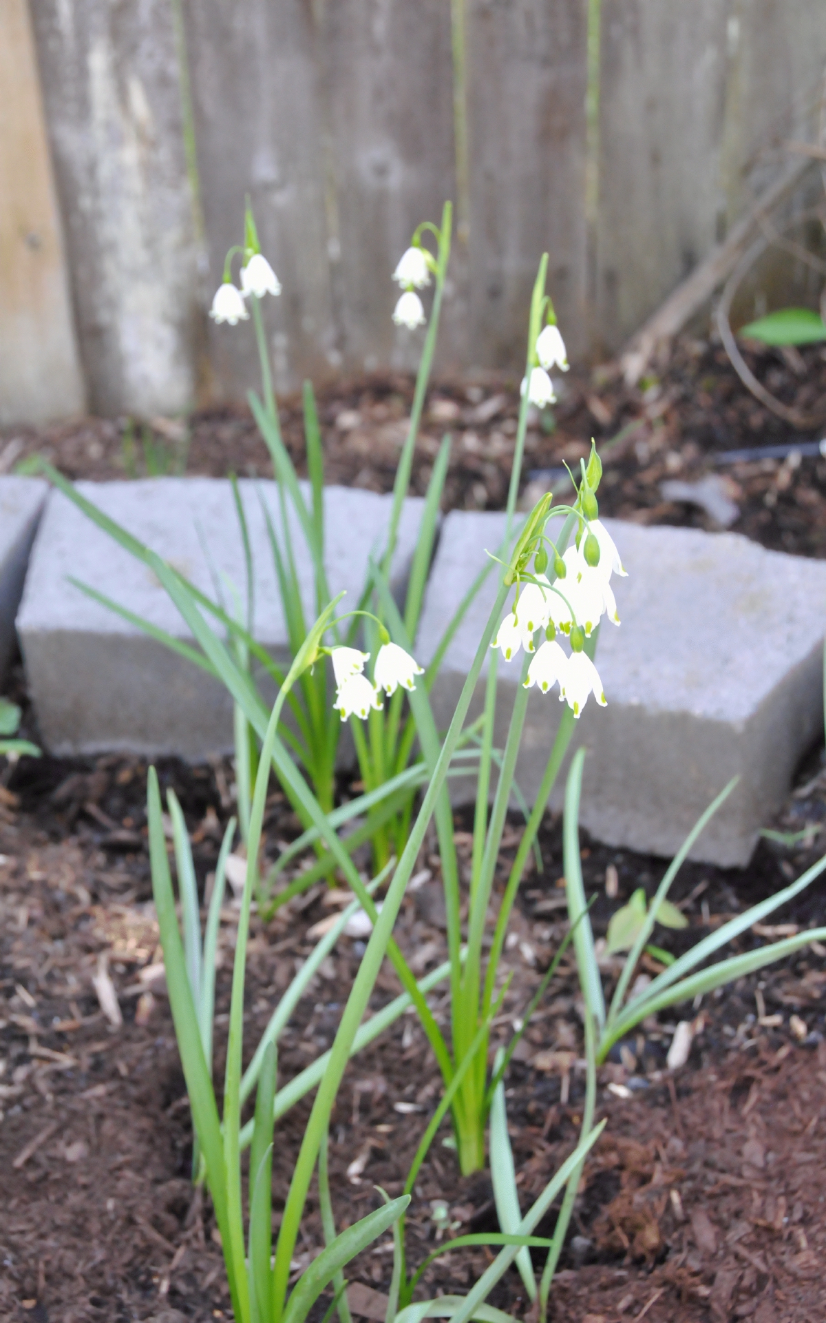 ./Snowdrop_flowers_20230429_110110_C23_0141.jpg