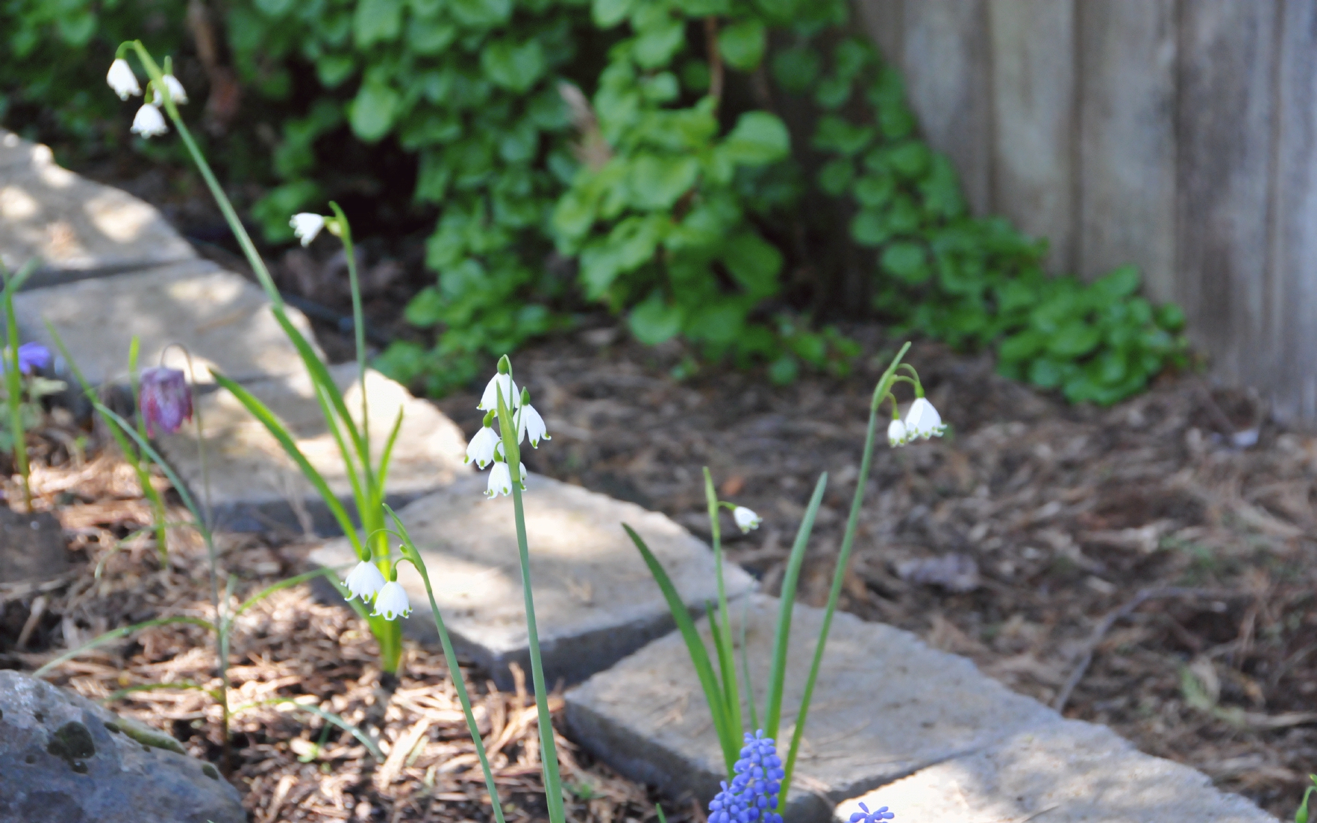 ./Snowdrop_flowers_20230429_110151_C23_0144.jpg