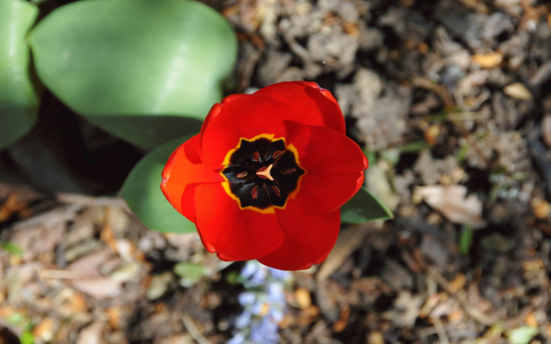 ./Red_Tulip_20210415_145531_C21_0306.jpg