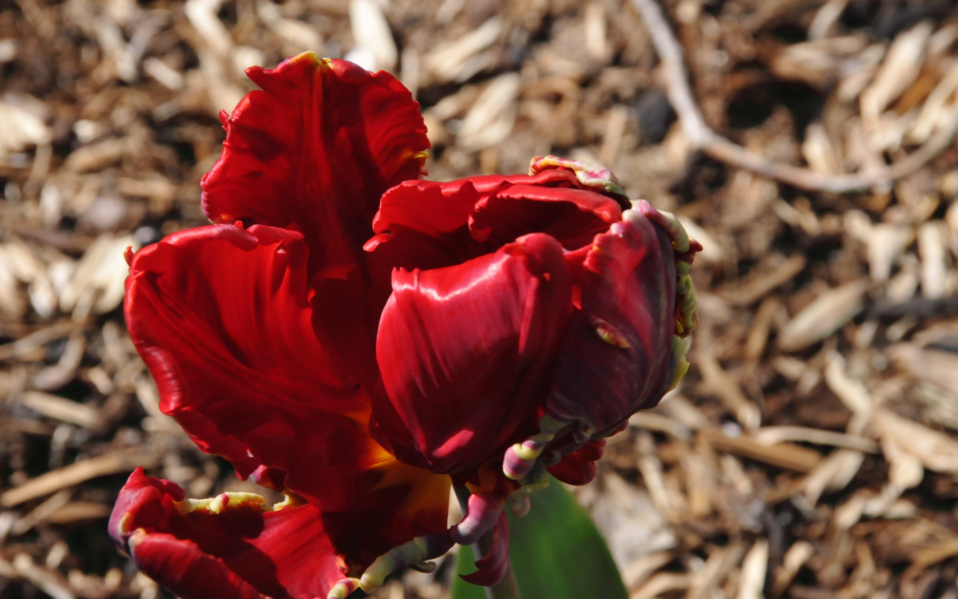 ./Red_Parrot_Tulip_20210412_145430_C21_0280.jpg