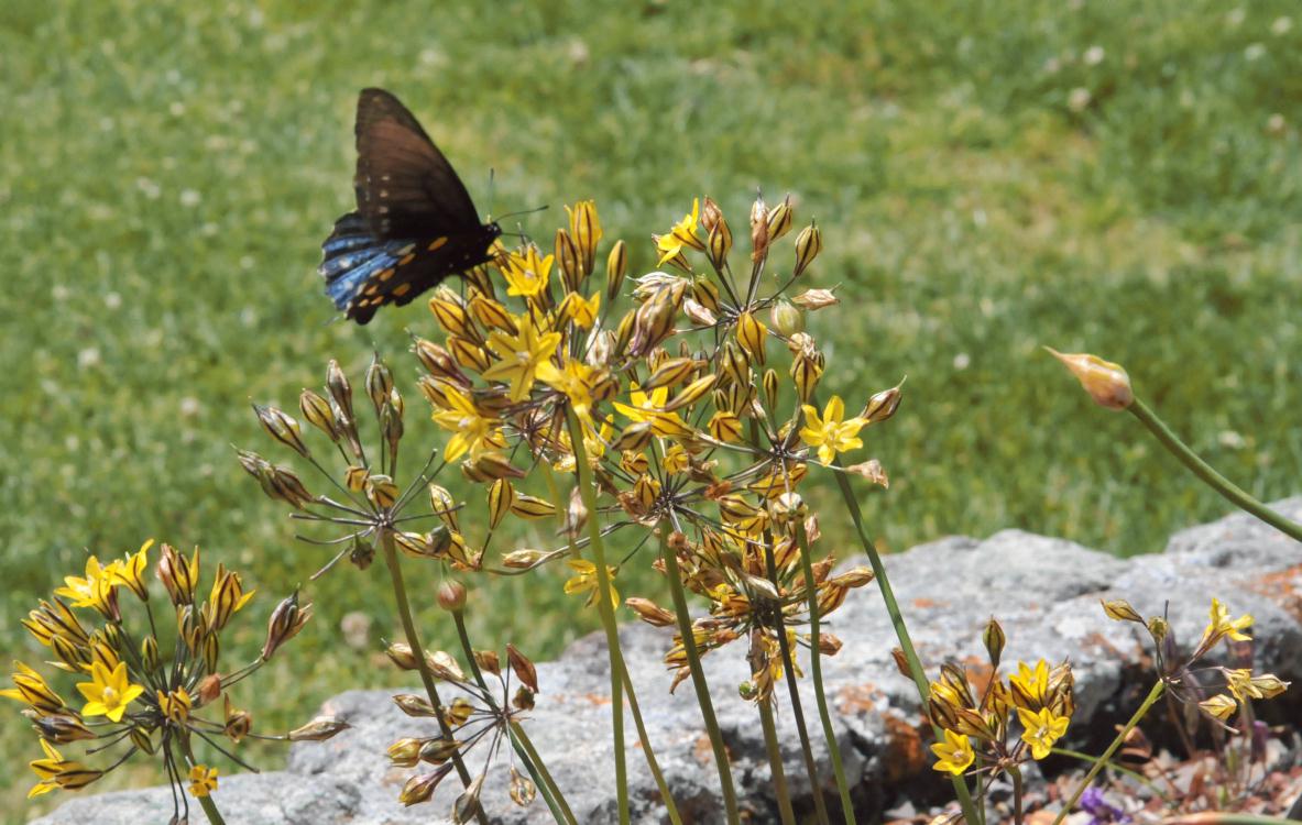 ./Botanic_Gardens_Tilden_Park_20100518_132418_4900BCX.jpg