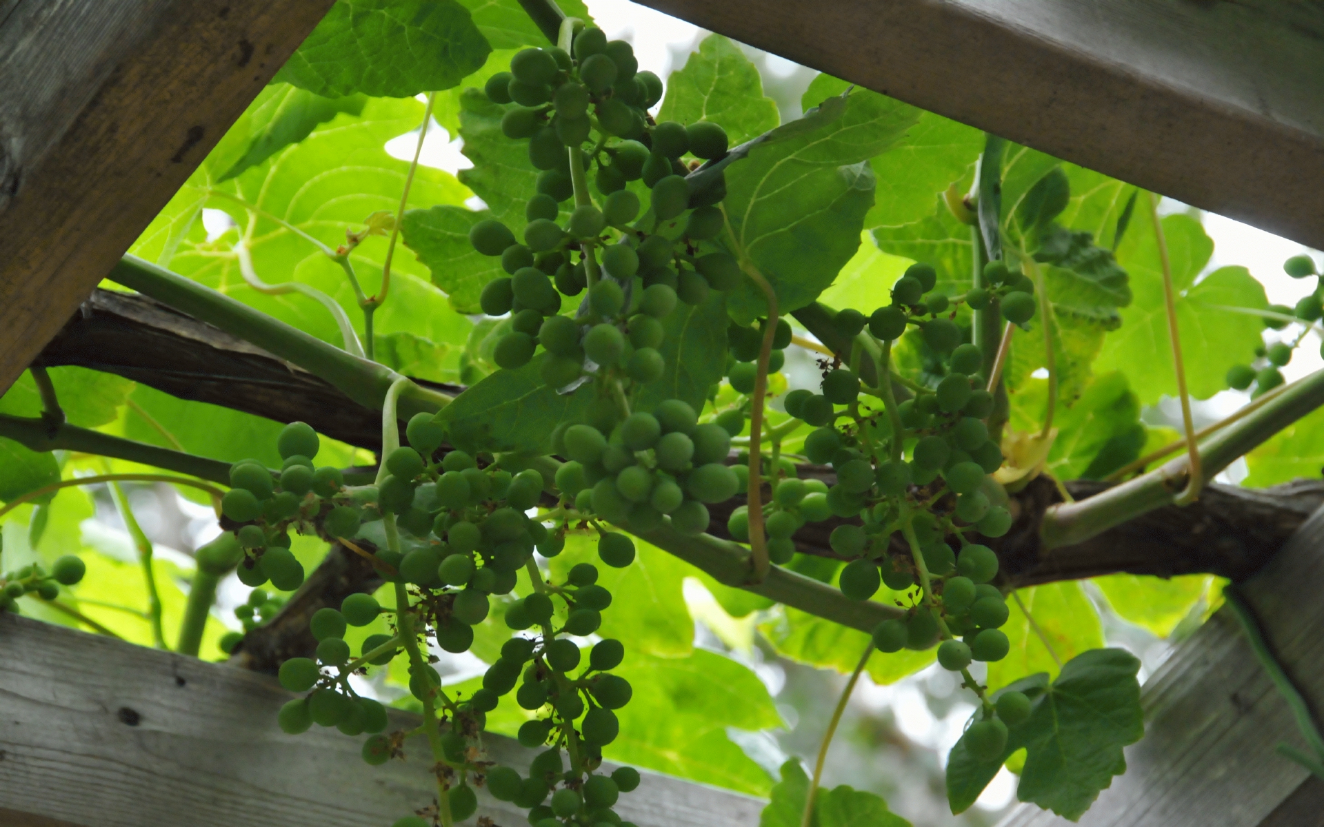 ./Grape_Plants_20210701_143428_C21_0717.jpg