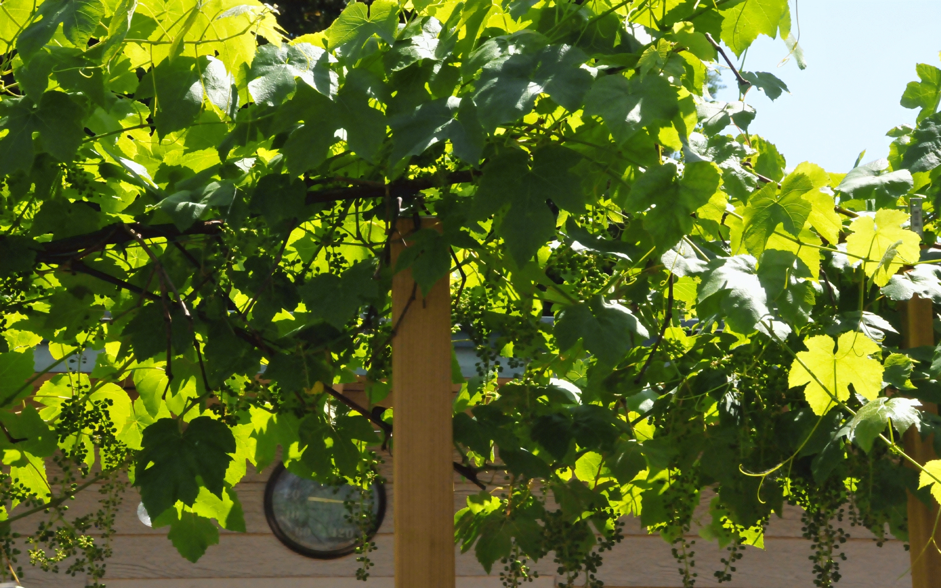 ./Grape_Plants_20230628_145239_C23_0517.jpg