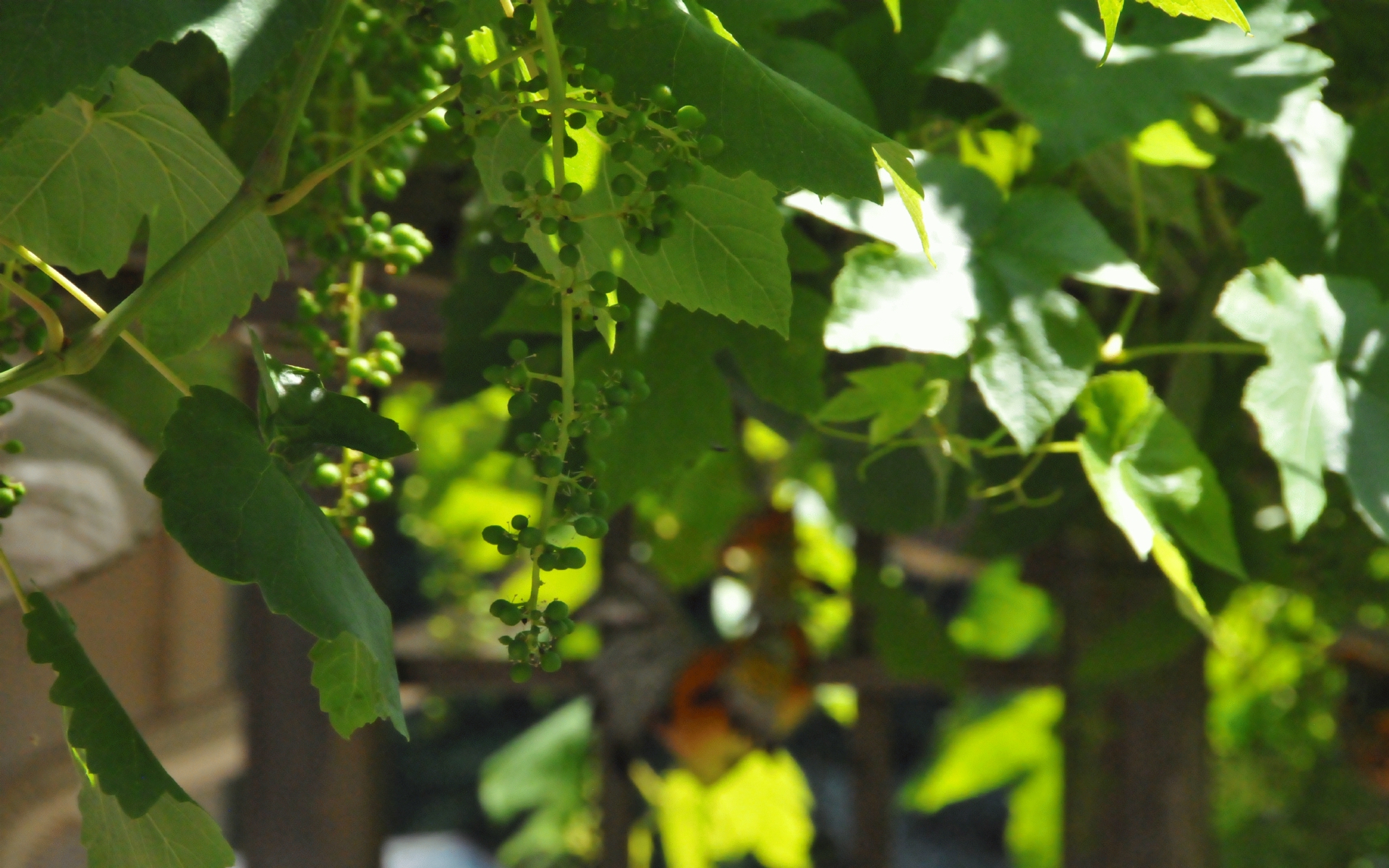 ./Grape_Plants_20230628_145246_C23_0518.jpg