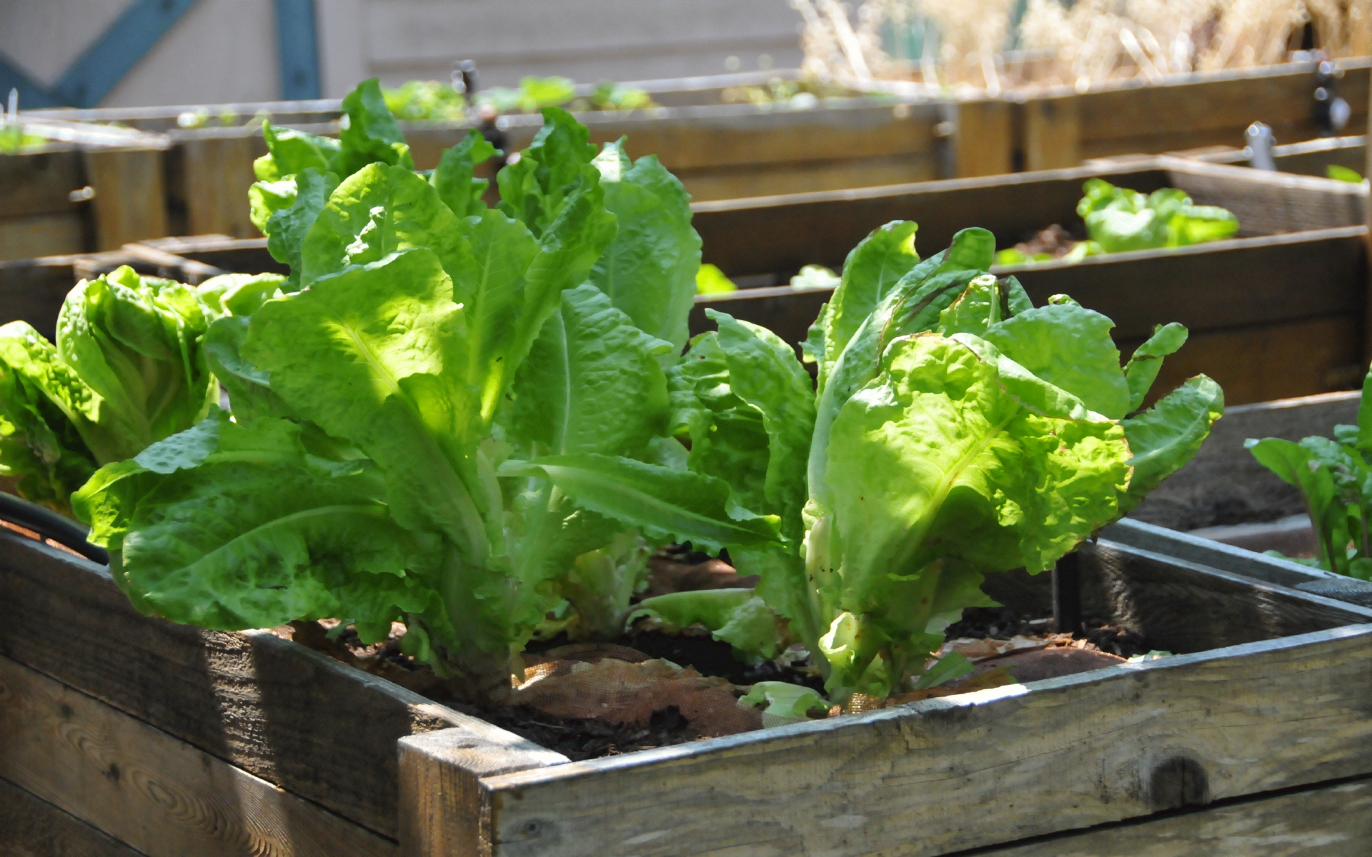 ./Lettuce_Raised_Bed_Garden_20240709_130634_C24_0502.jpg