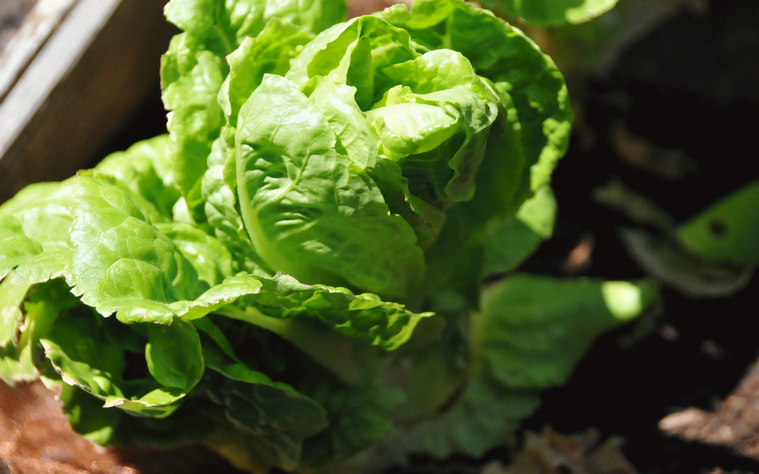 ./Lettuce_Raised_Bed_Garden_20240709_130642_C24_0503.jpg