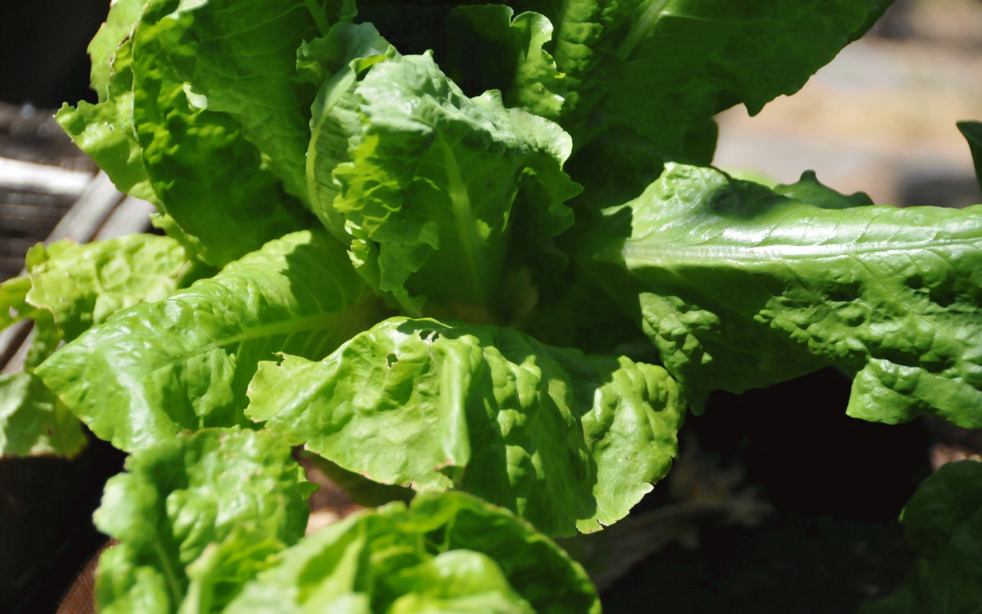 ./Lettuce_Raised_Bed_Garden_20240709_130649_C23_0504.jpg