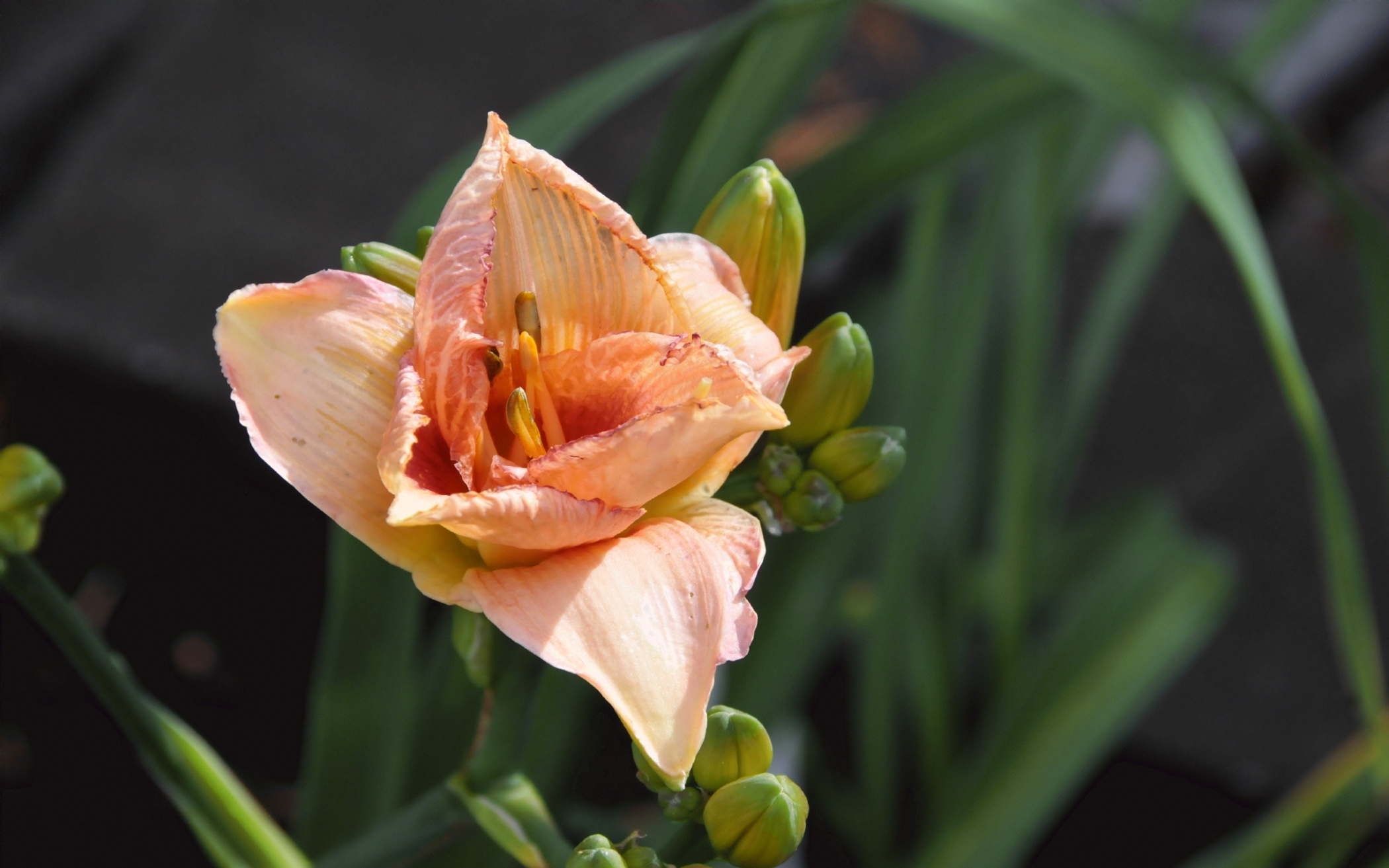 ./Daylily_In_Snake_Raised_Garden_20221107_134422_C22_2587.jpg