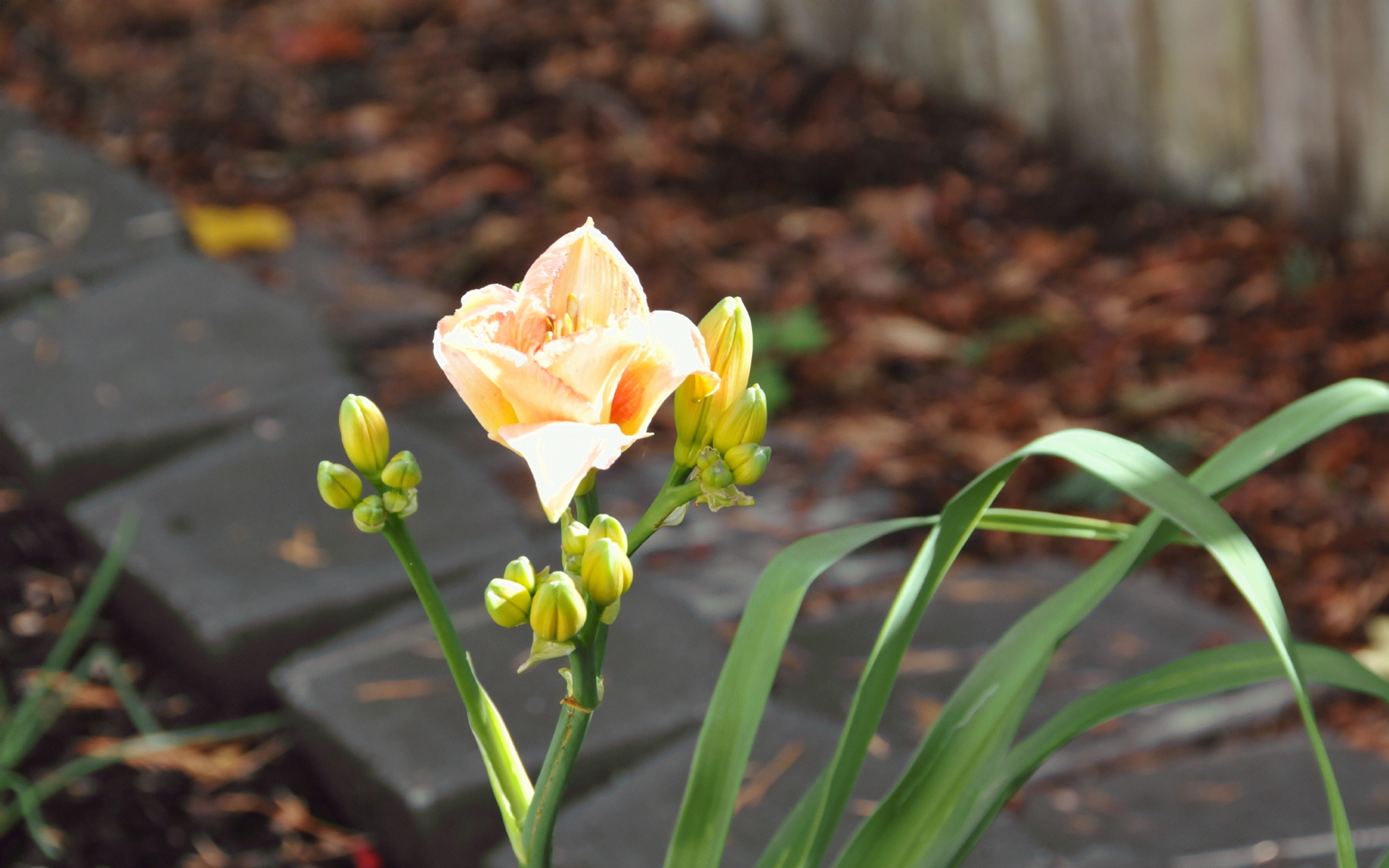 ./Daylily_In_Snake_Raised_Garden_20221107_134557_C22_2588.jpg