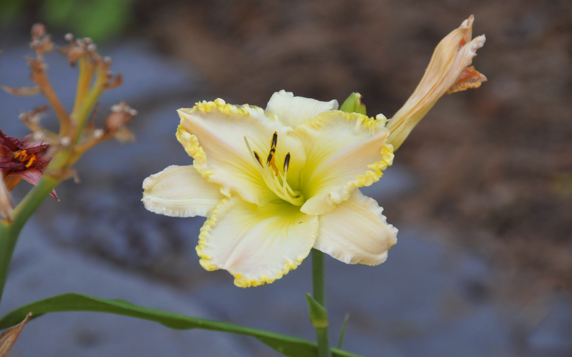 ./Yellow_Daylily_Snake_Raised_Garden_20230729_125343_C23_0906.jpg