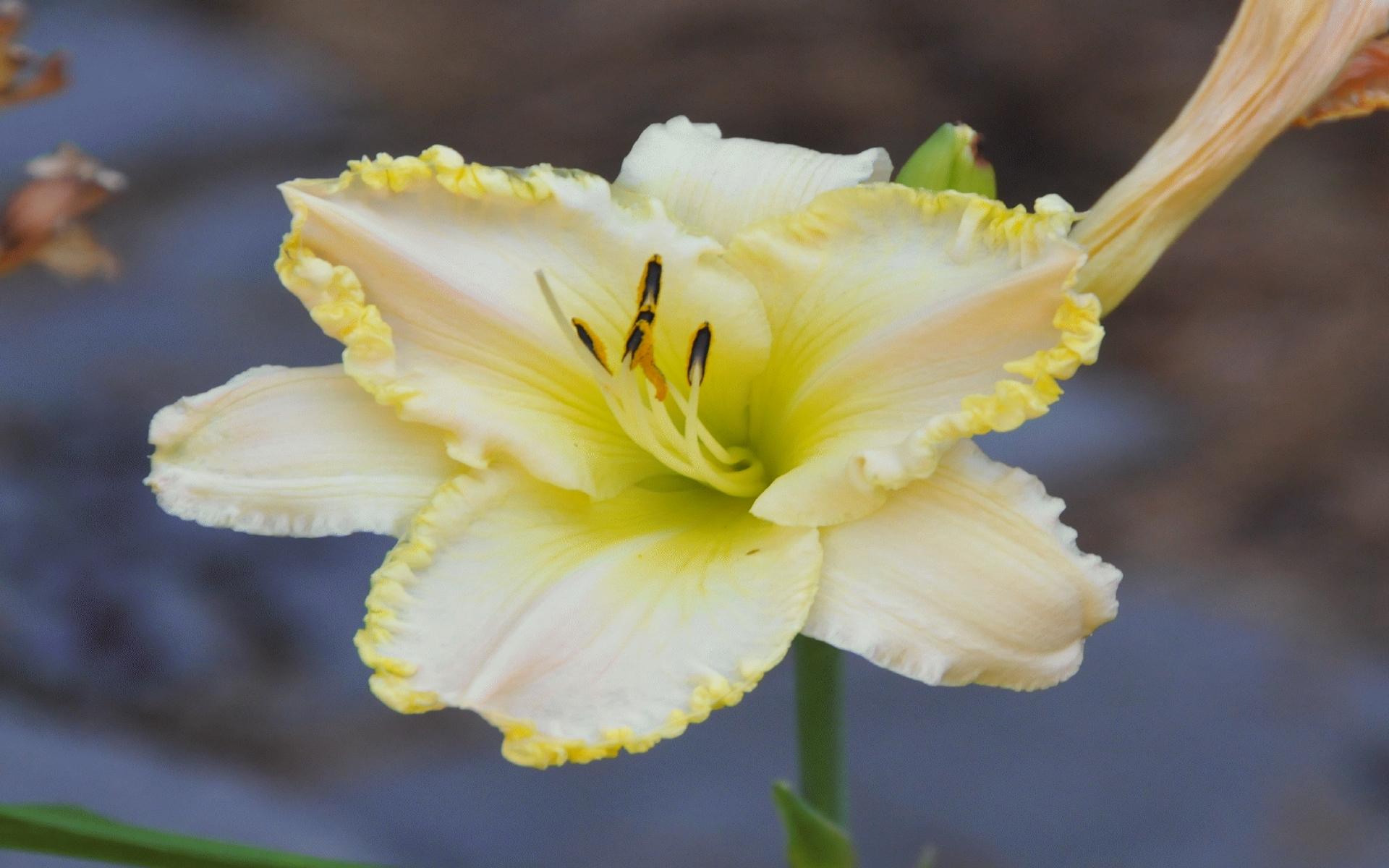 ./Yellow_Daylily_Snake_Raised_Garden_20230729_125345_C23_0907.jpg