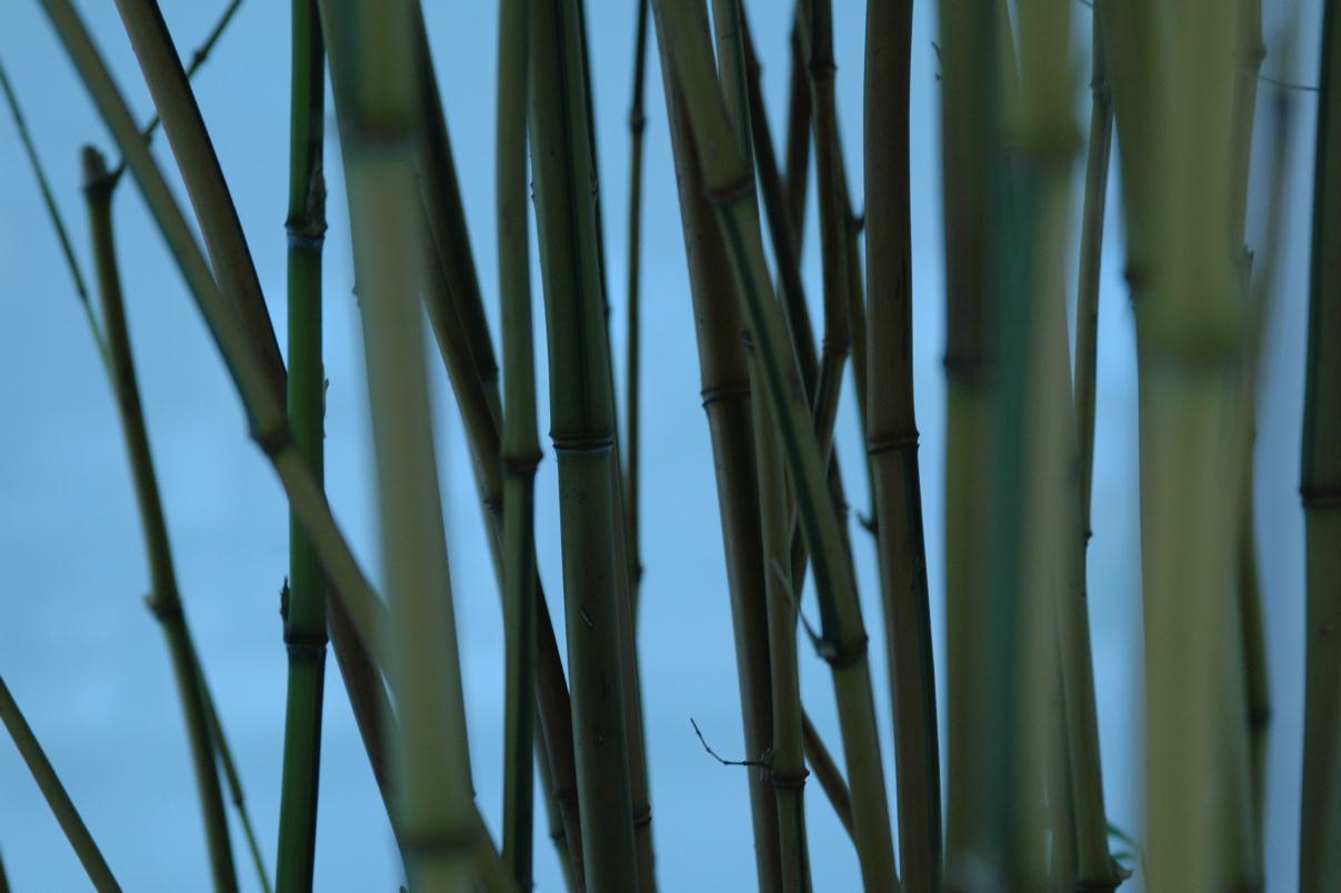 ./Bamboo_20070721_105522_Embarcadero_Center_SF_DSC_7424T.jpg