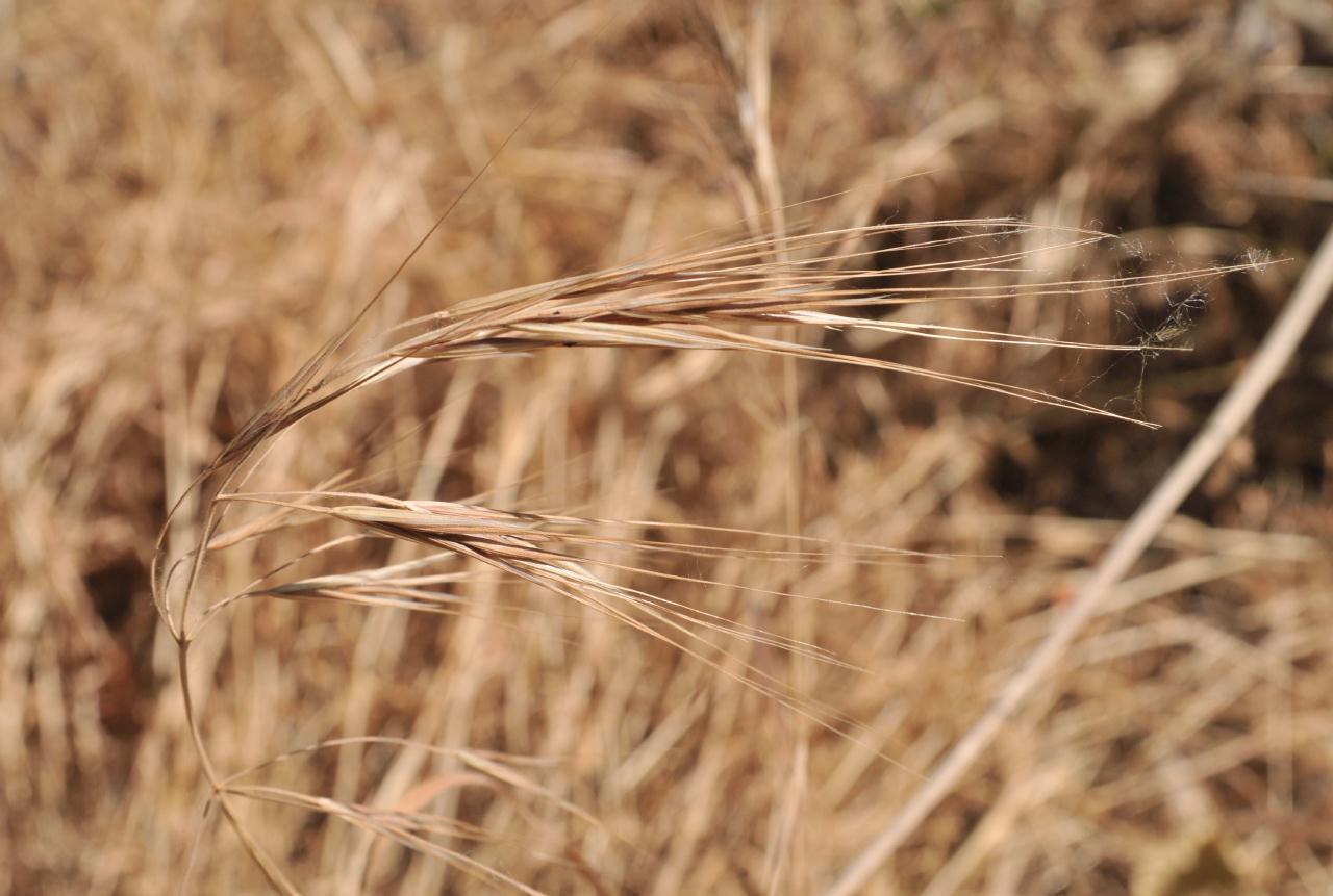 ./Grass20090530_CasswellCampground_100734_4902BCX.jpg