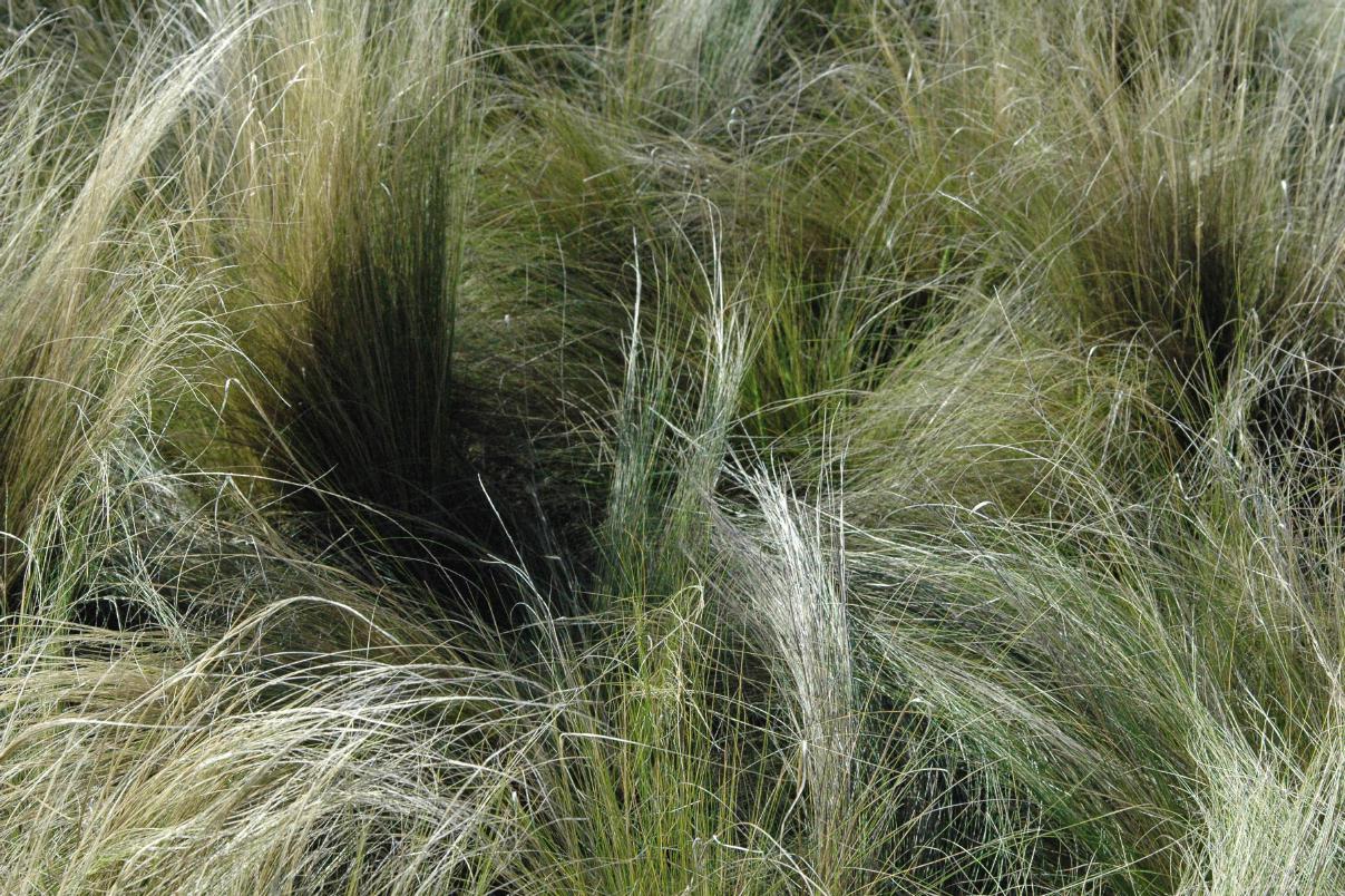 ./Native_Grass_20060000_09.jpg