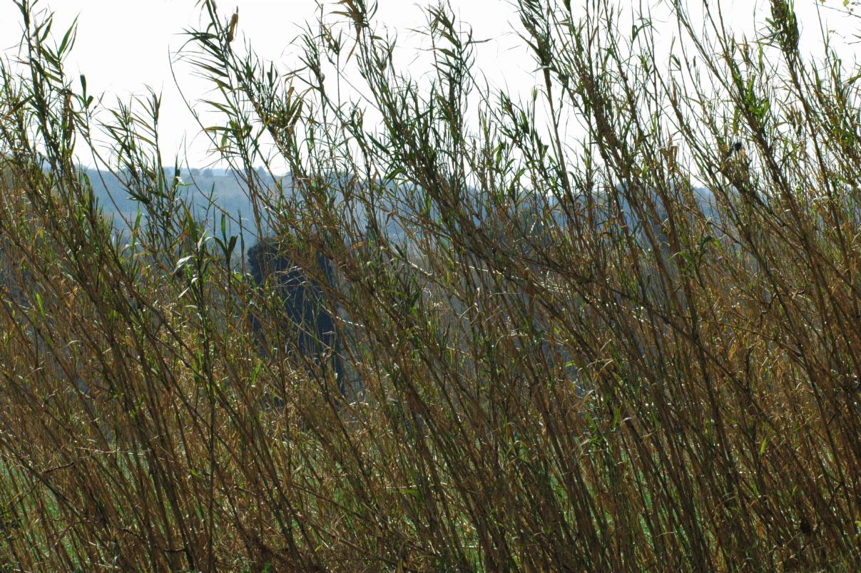 ./Native_Grass_20070000_01.jpg