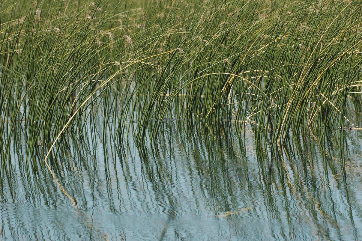 ./Native_Grass_20071008_SactoDelta_124526_DSC_9161T.jpg