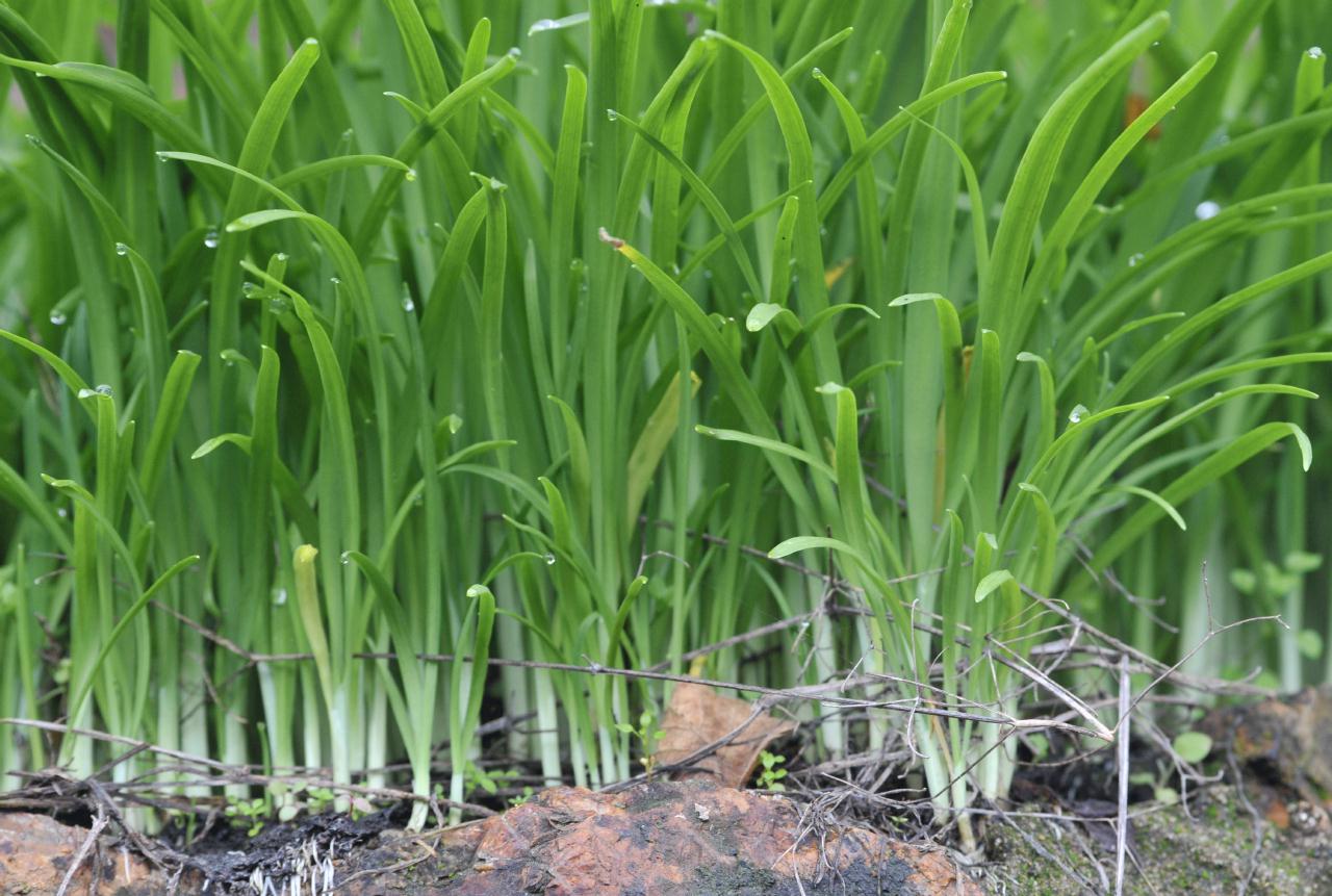 ./Native_Grass_20101211_154526_Bridgeway_Sausalito_BCY_3019.jpg