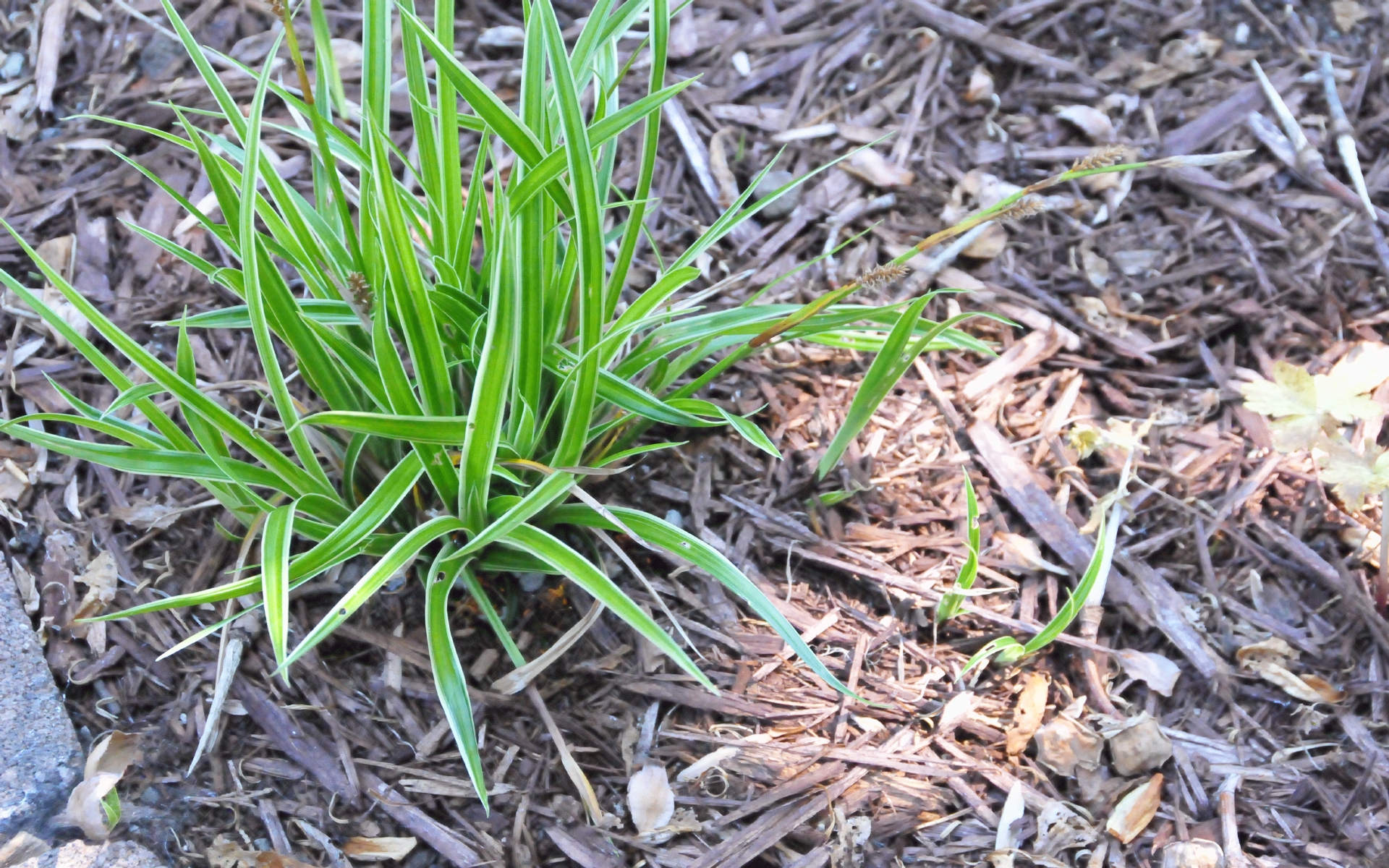 ./Grass_In_Well_20220712_105309_C22_1173.jpg