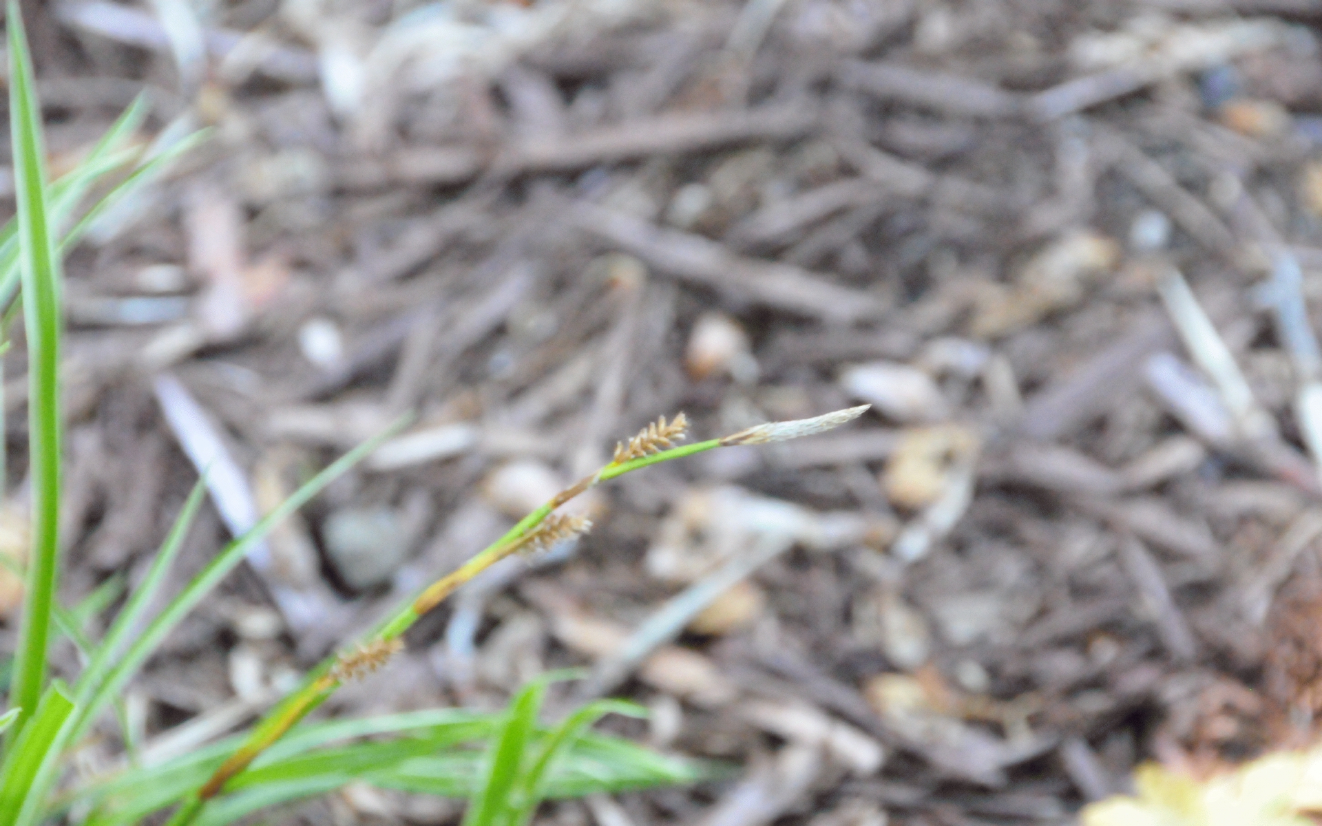 ./Grass_In_Well_20220712_105349_C22_1174.jpg