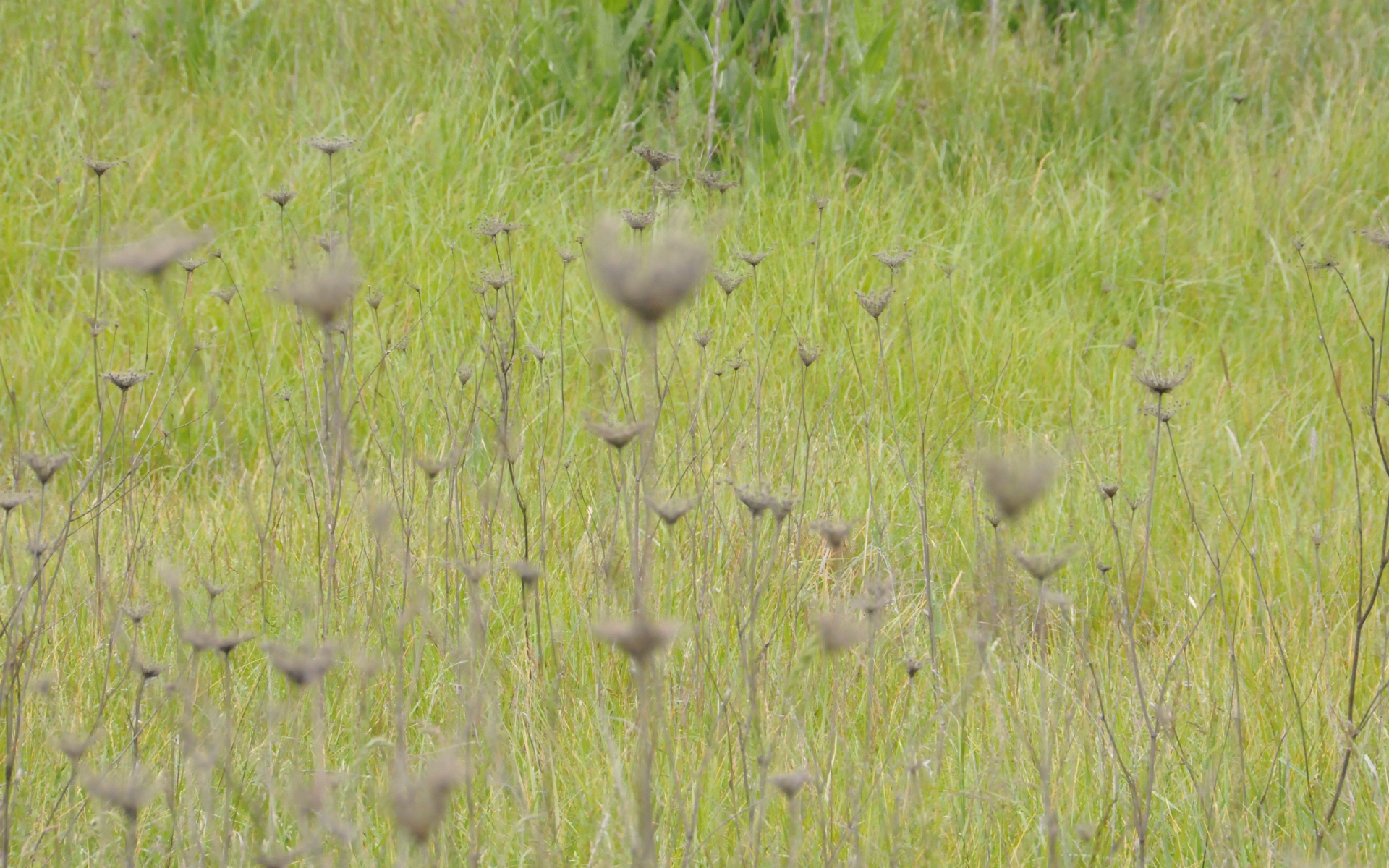 ./Willd_Grass_Wildlife_Safari_20210522_102514_C21_0452.jpg