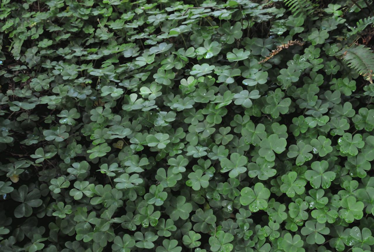 ./Oxalis_Oregana_20100518_131624_Tilden_Botanical_Gardens_4878BCX.jpg