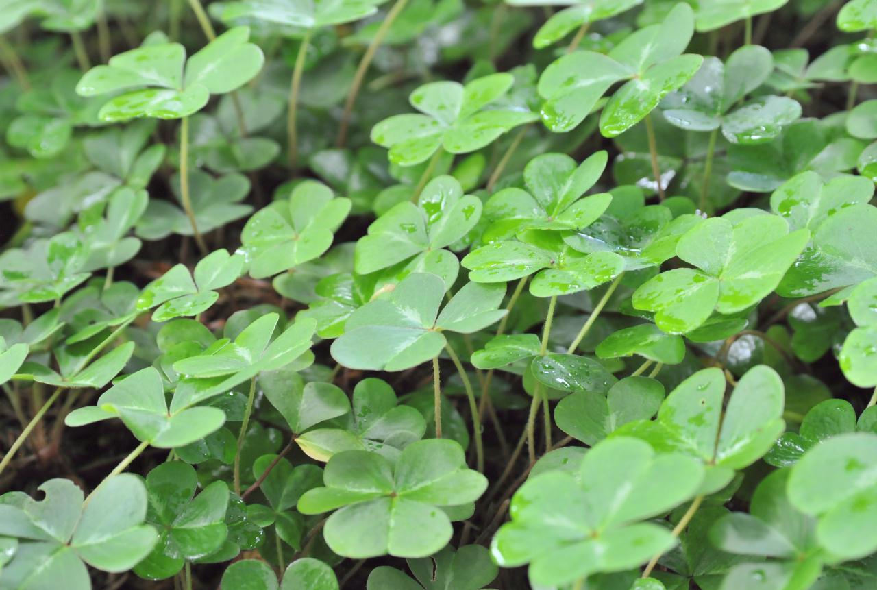 ./Oxalis_Oregana_20100518_131638_Tilden_Botanical_Gardens_4880BCX.jpg