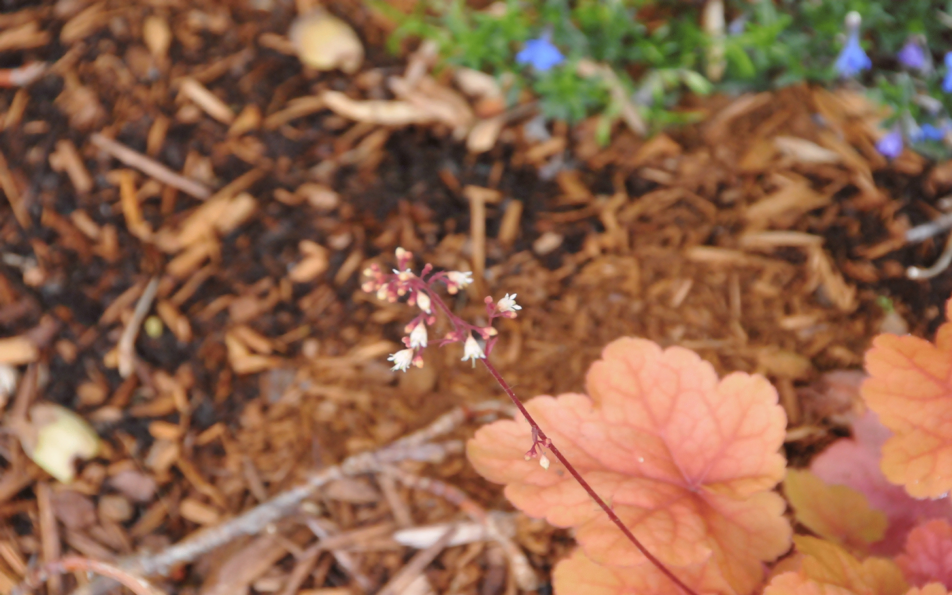 ./Brown_Heuchera_20220603_140318_C22_0672.jpg