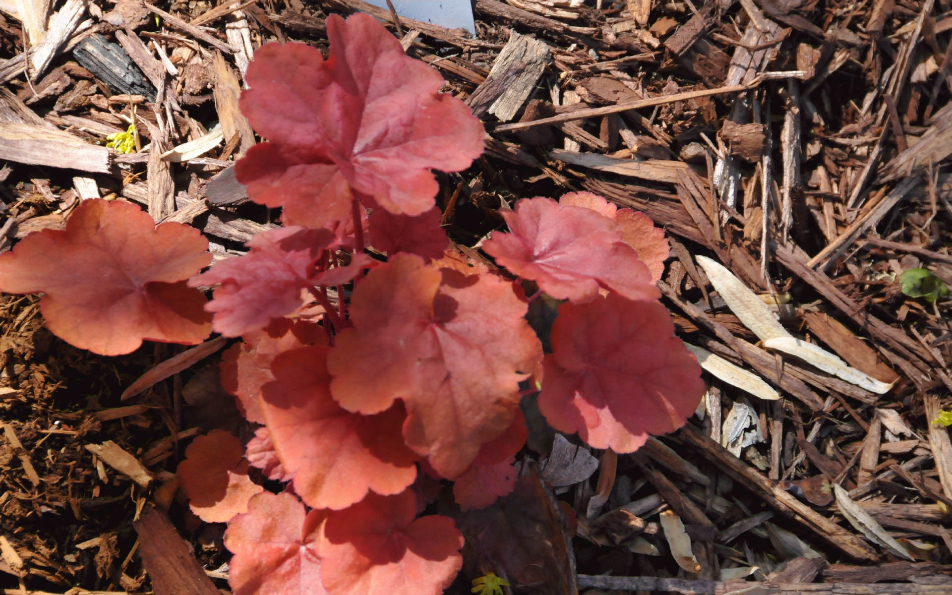 ./Heuchera_20220423_131402_C22_0495.jpg