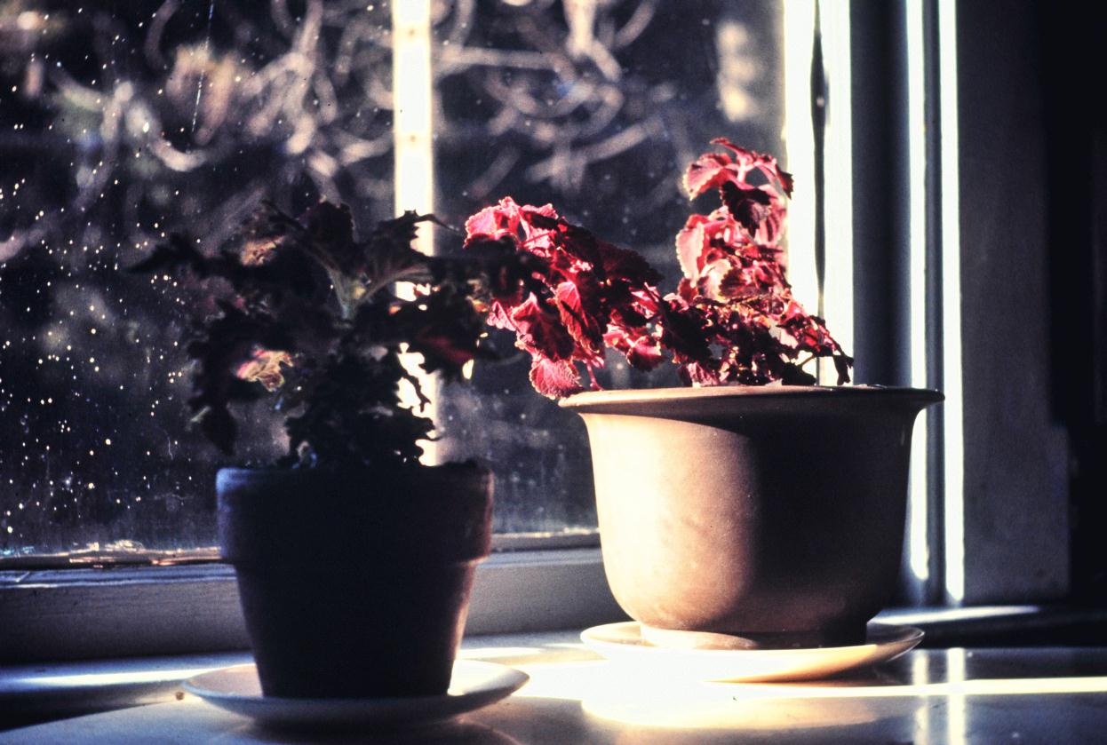 ./HousePlant1973_200903_0386BCXST.jpg