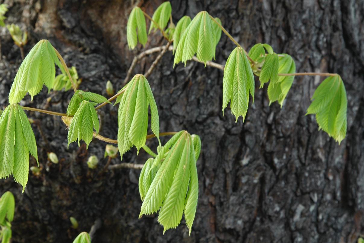 ./Leaf20070000_06.jpg