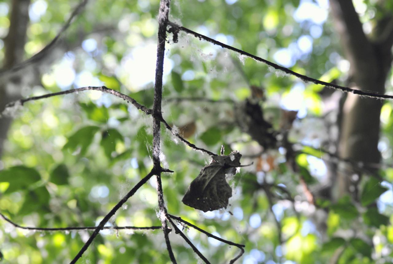 ./Leaf20090531_084256_CasswellCampground_5014BCX.jpg