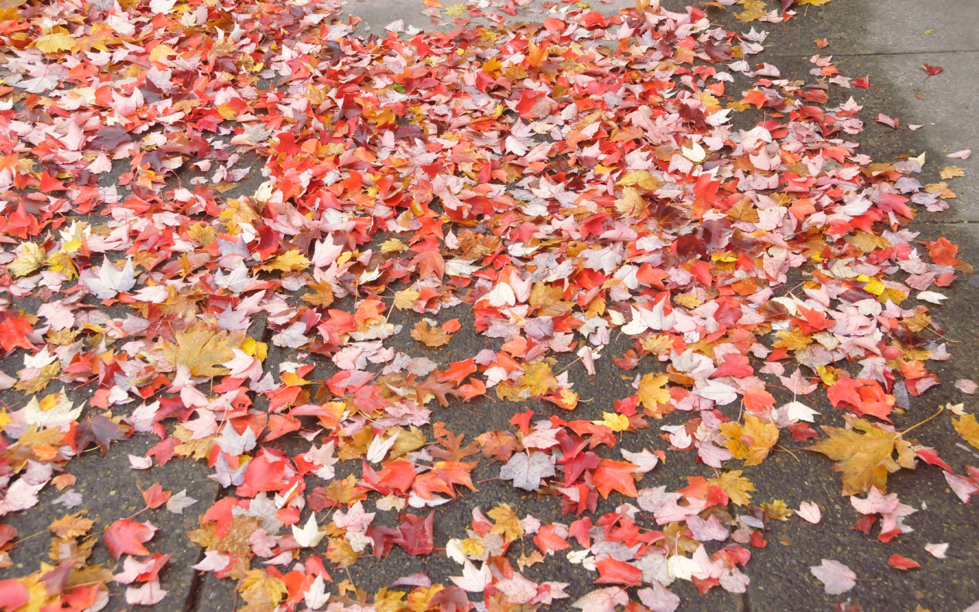 ./Leafs_On_Sidewalks_20211022_102059_C21_1130.jpg