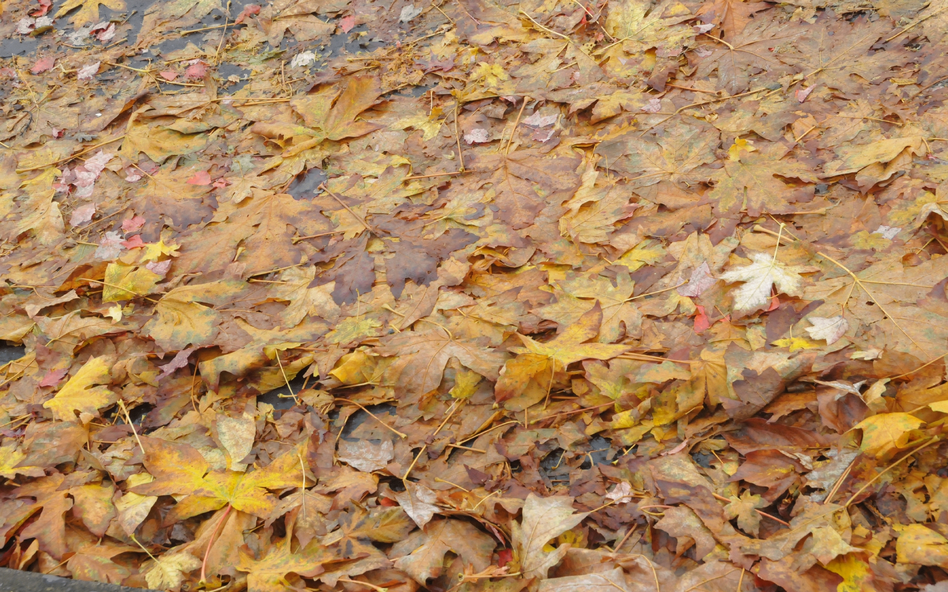 ./Leafs_On_Sidewalks_20211022_102350_C21_1140.jpg