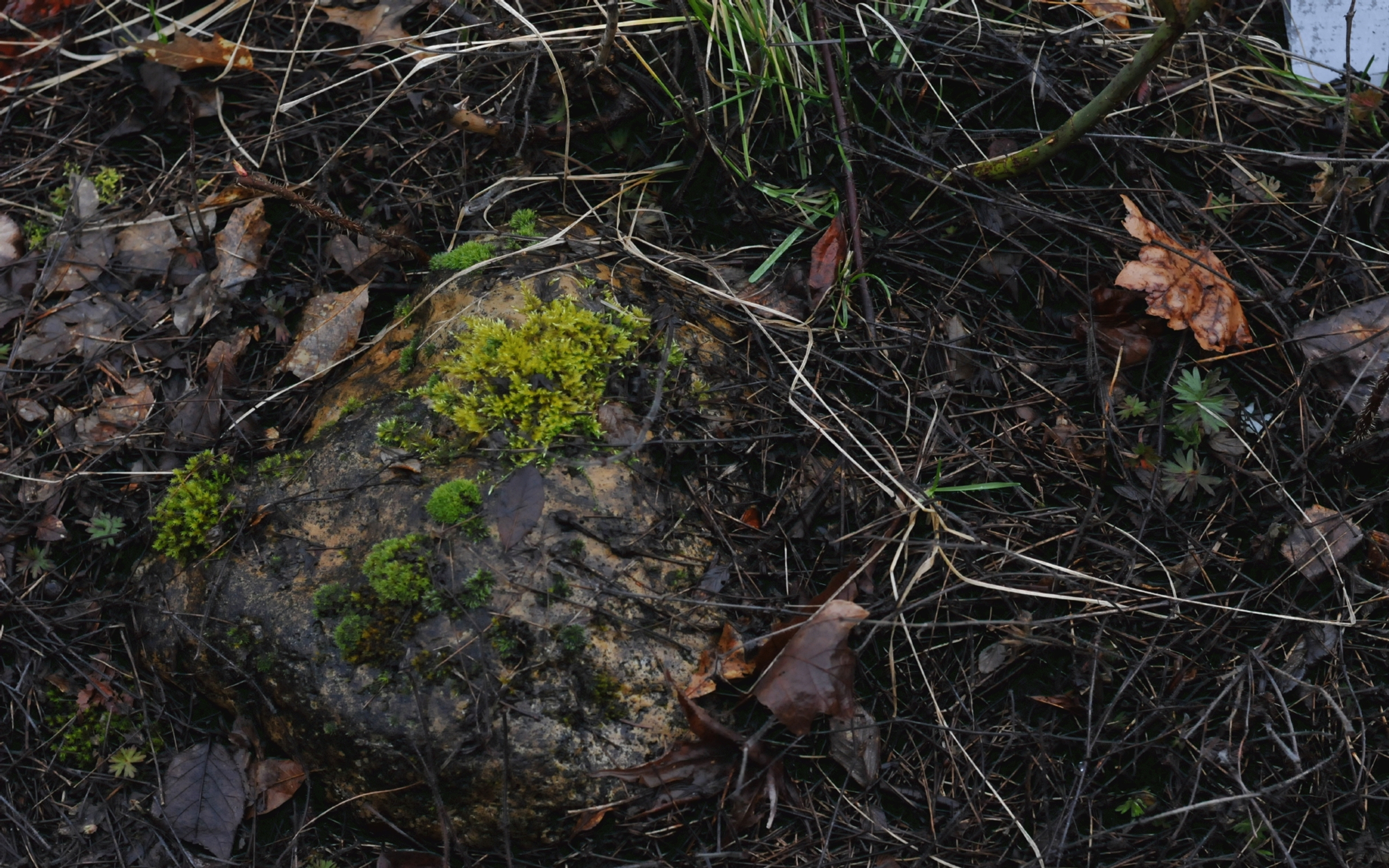 ./Moss_On_Rocks_20250219_113806_C25_1935.jpg