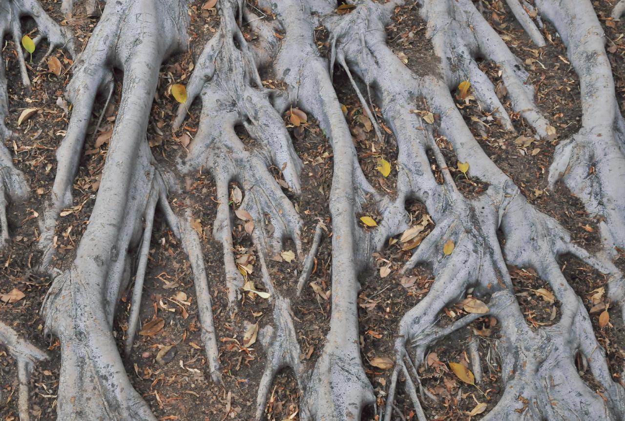 ./Roots_20101014_095438_Palm_Canyon_Trail_Balbo_Park_BCY_0167.jpg