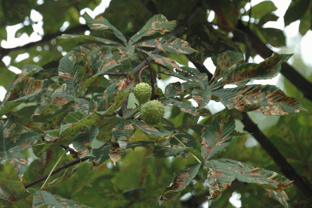 ./Round_Seed_Pod_20070000_Brussels_02.jpg