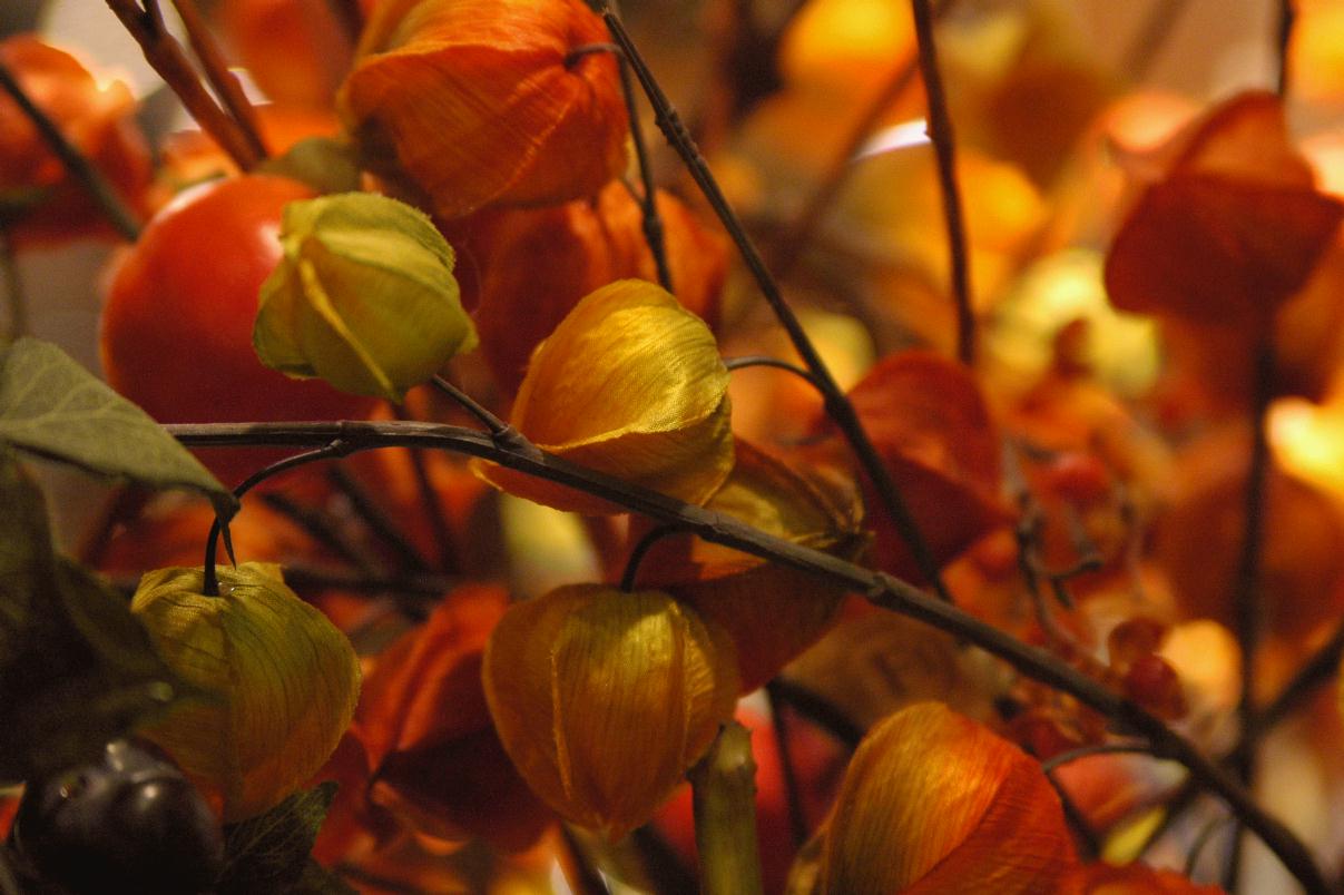 ./Round_Seed_Pod_20080105_113142_Westfield_Center_DSC_9254B.jpg