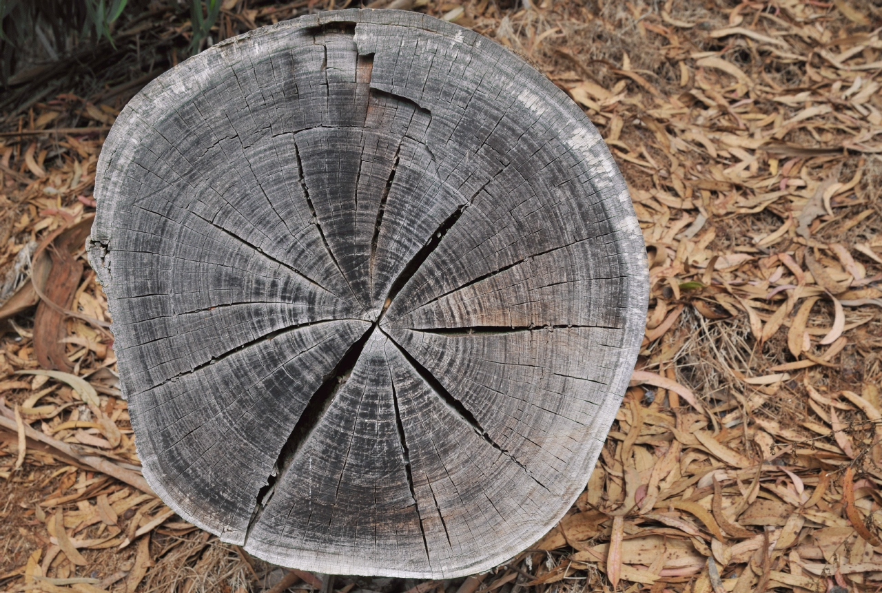 ./Stump_End_20101022_103810_Elkhorn_Slough_BCY_2669.jpg