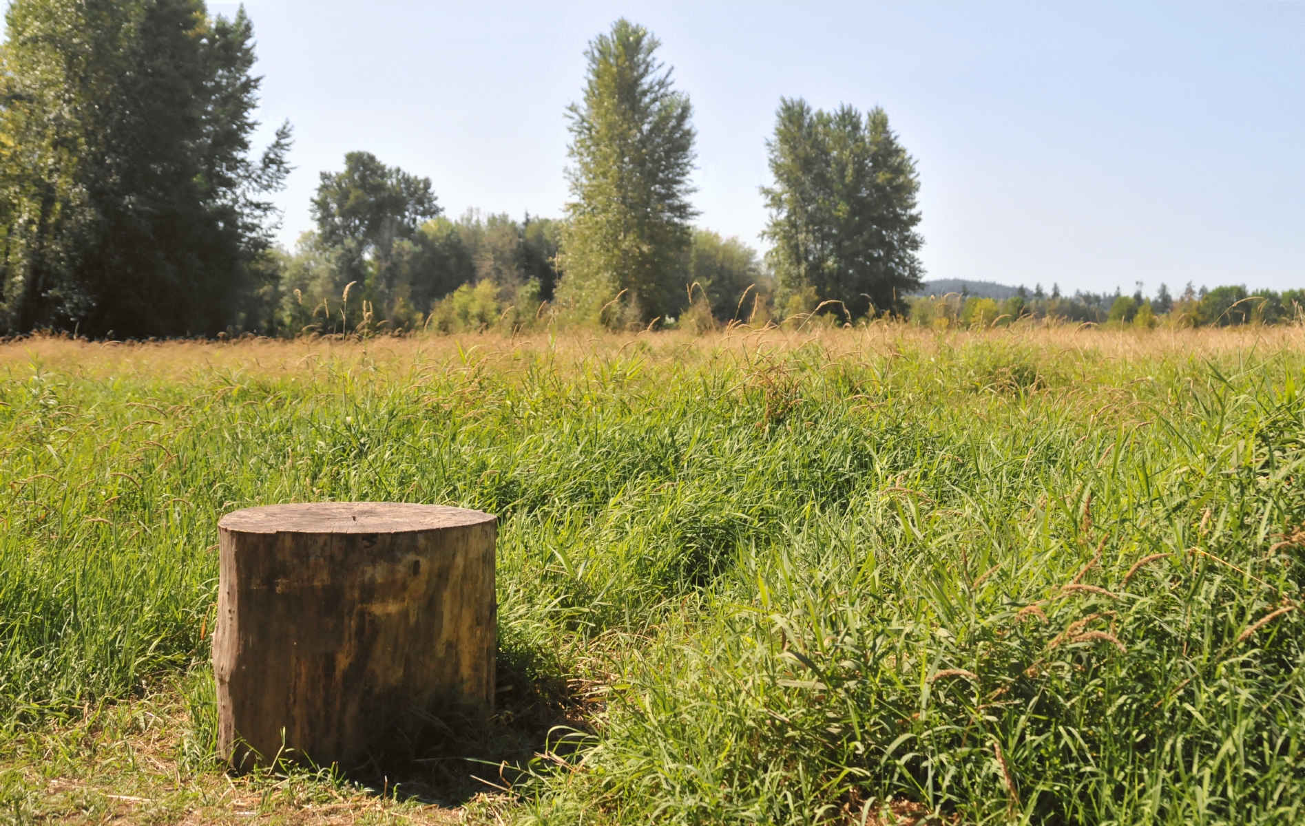 ./Stumps_20170821_120002_Minto_Brown_Island_Park_Salem_Oregon_C17_5147.jpg