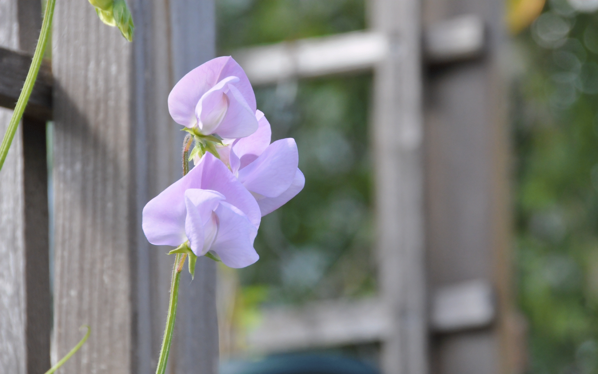 ./Sweet_Peas_20220530_153719_C22_0643.jpg