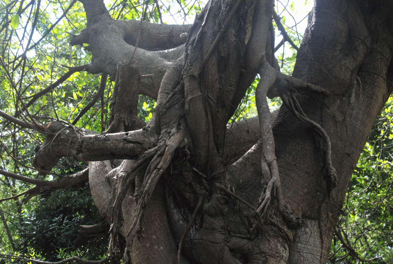 ./Ficus_Tonduzii_20111119_121508_B12_1992.jpg