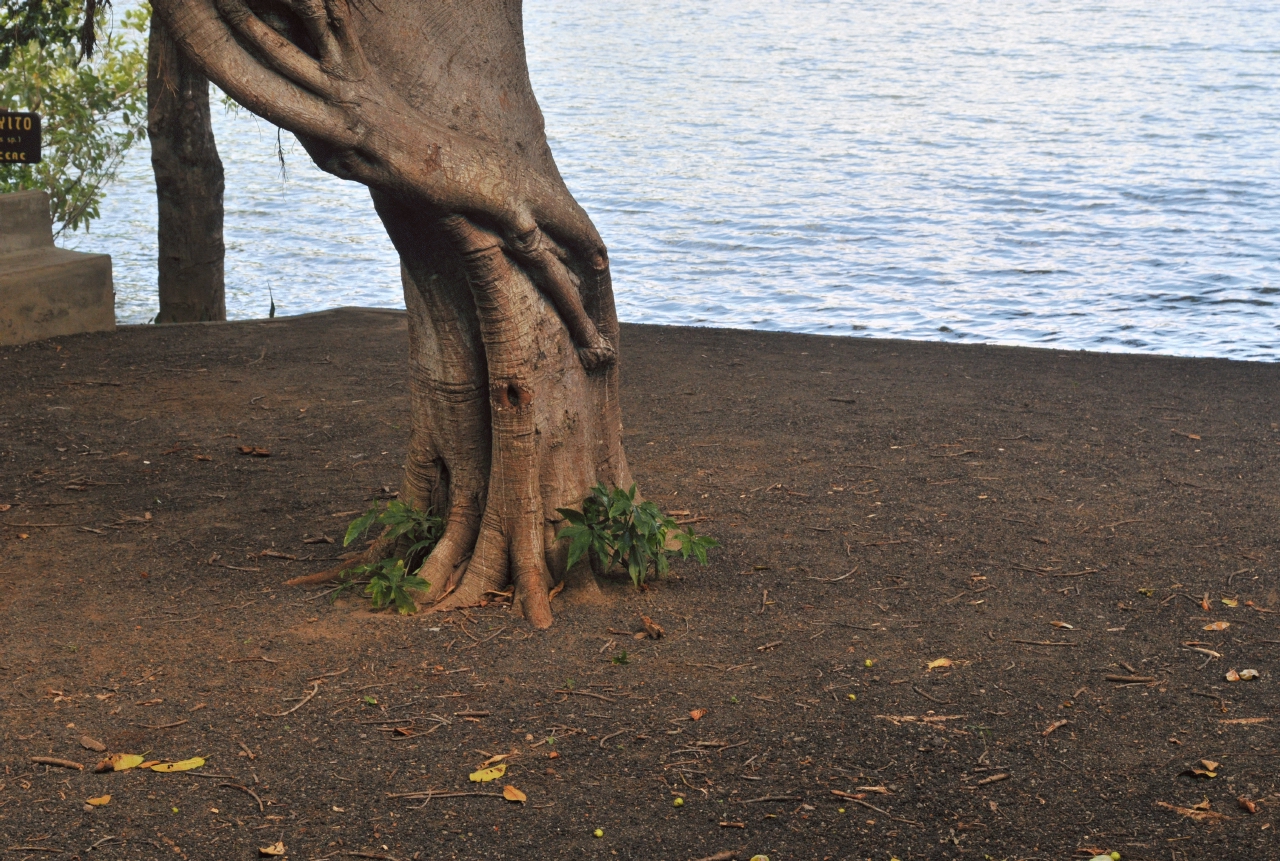 ./Ficus_Tonduzii_20111119_121643_B12_2002.jpg