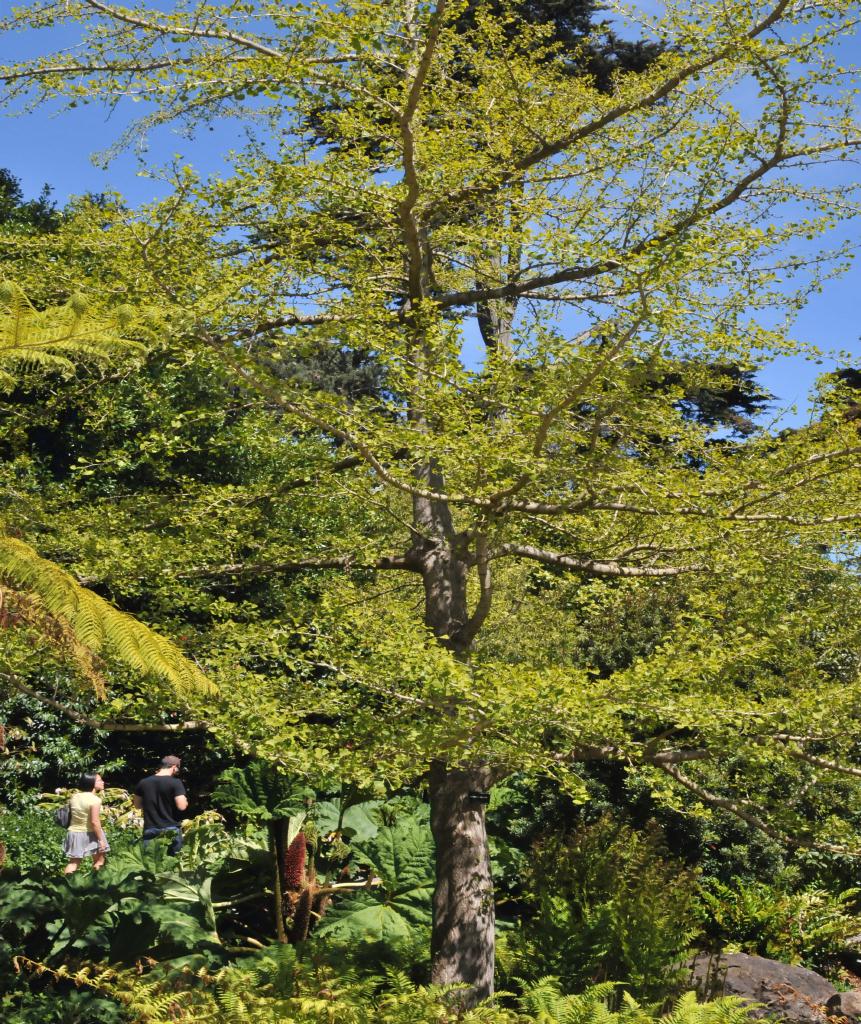 ./Ginkgo_Biloba_Stybing_Arboretum_20100502_134030_4184BCX.jpg