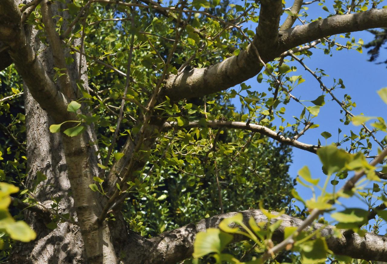 ./Ginkgo_Biloba_Stybing_Arboretum_20100502_134044_4186BCX.jpg