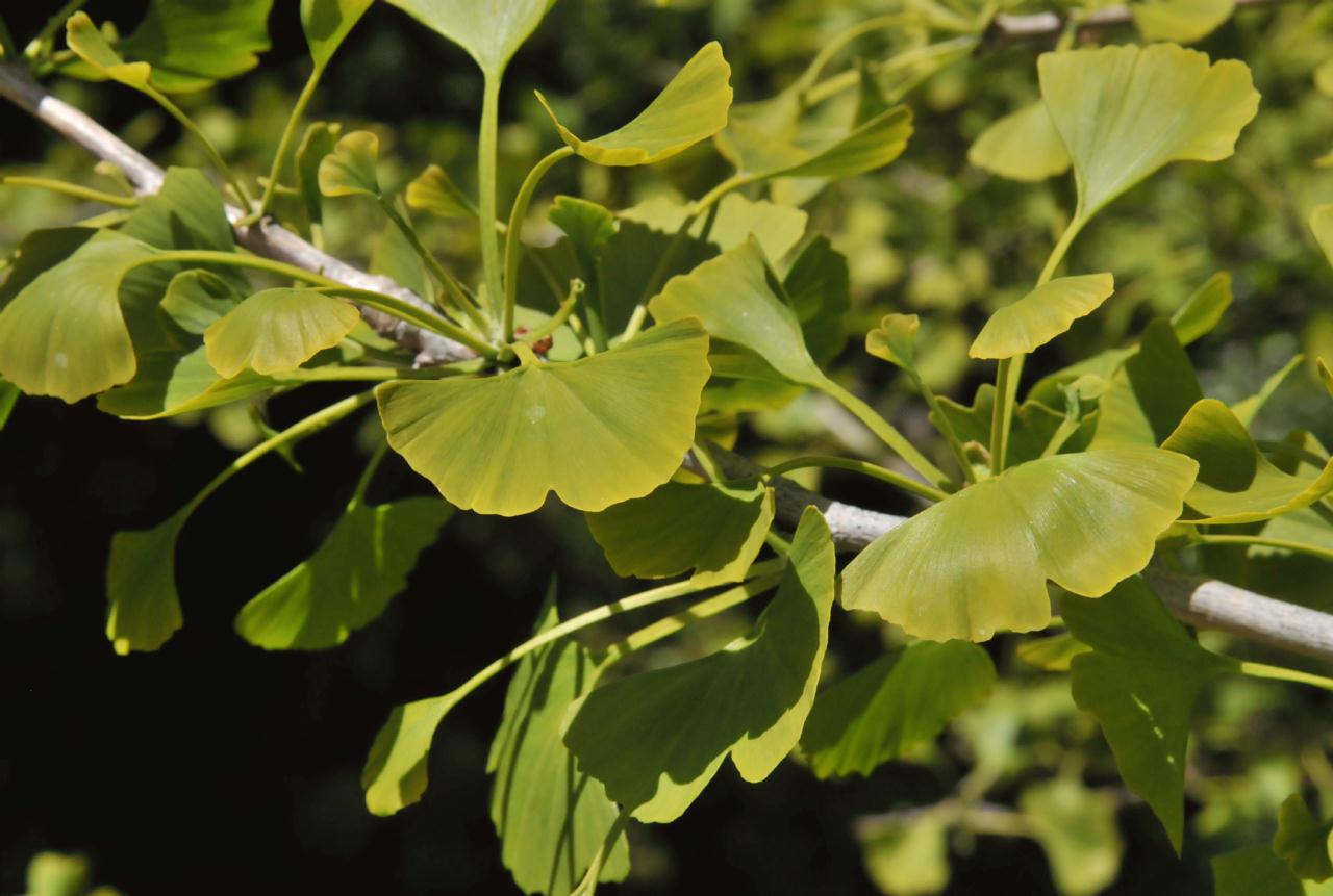 ./Ginkgo_Biloba_Stybing_Arboretum_20100502_134122_4189BCX.jpg