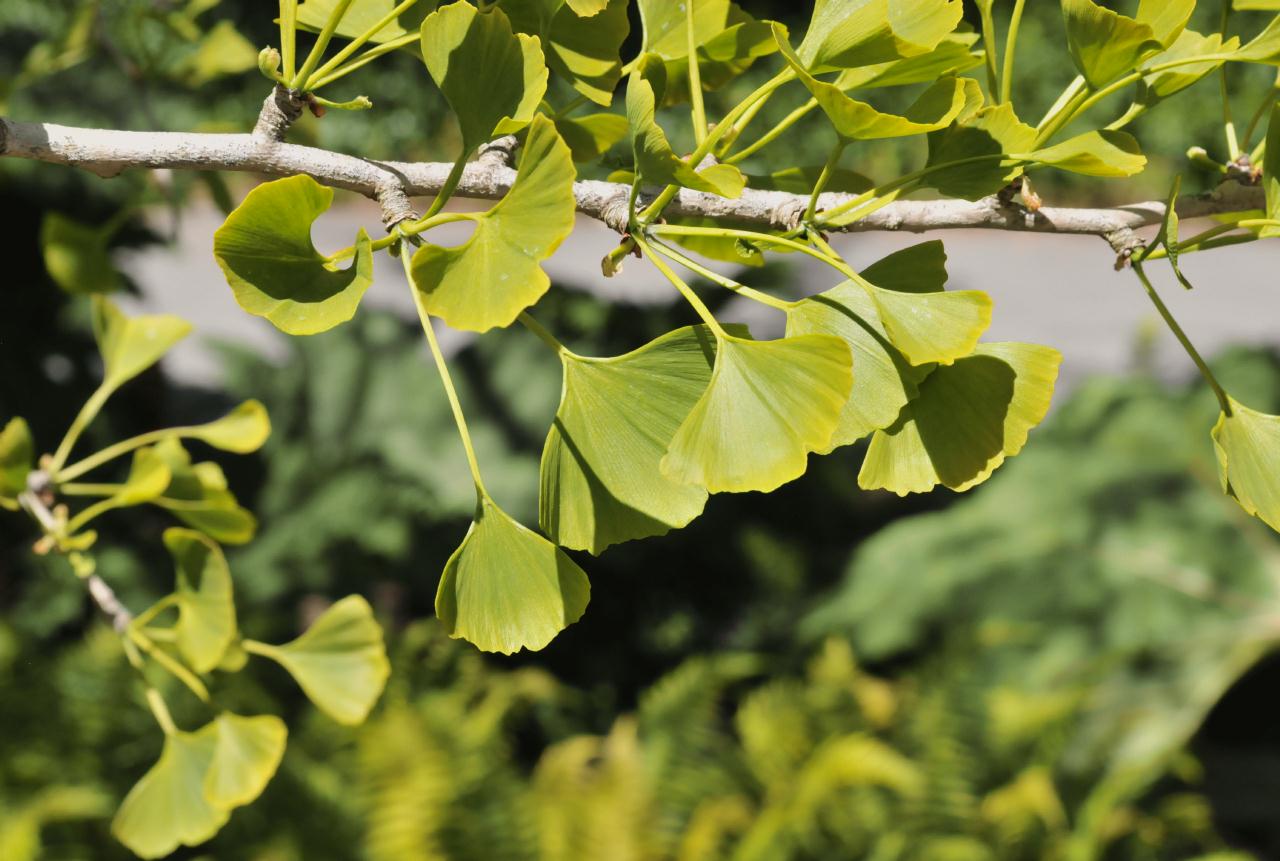 ./Ginkgo_Biloba_Stybing_Arboretum_20100502_134206_4191BCX.jpg