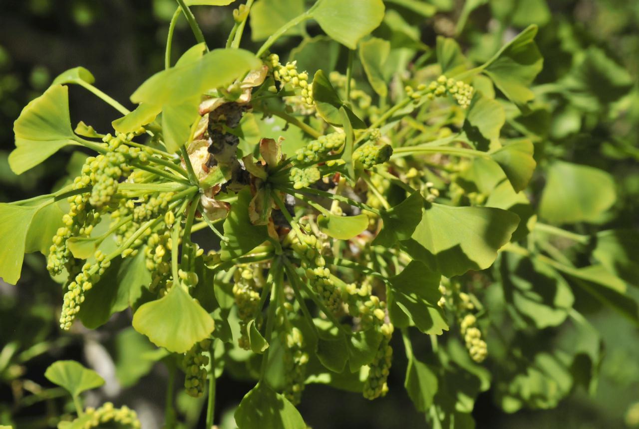 ./Ginkgo_Biloba_Stybing_Arboretum_20100502_134348_4196BCX.jpg