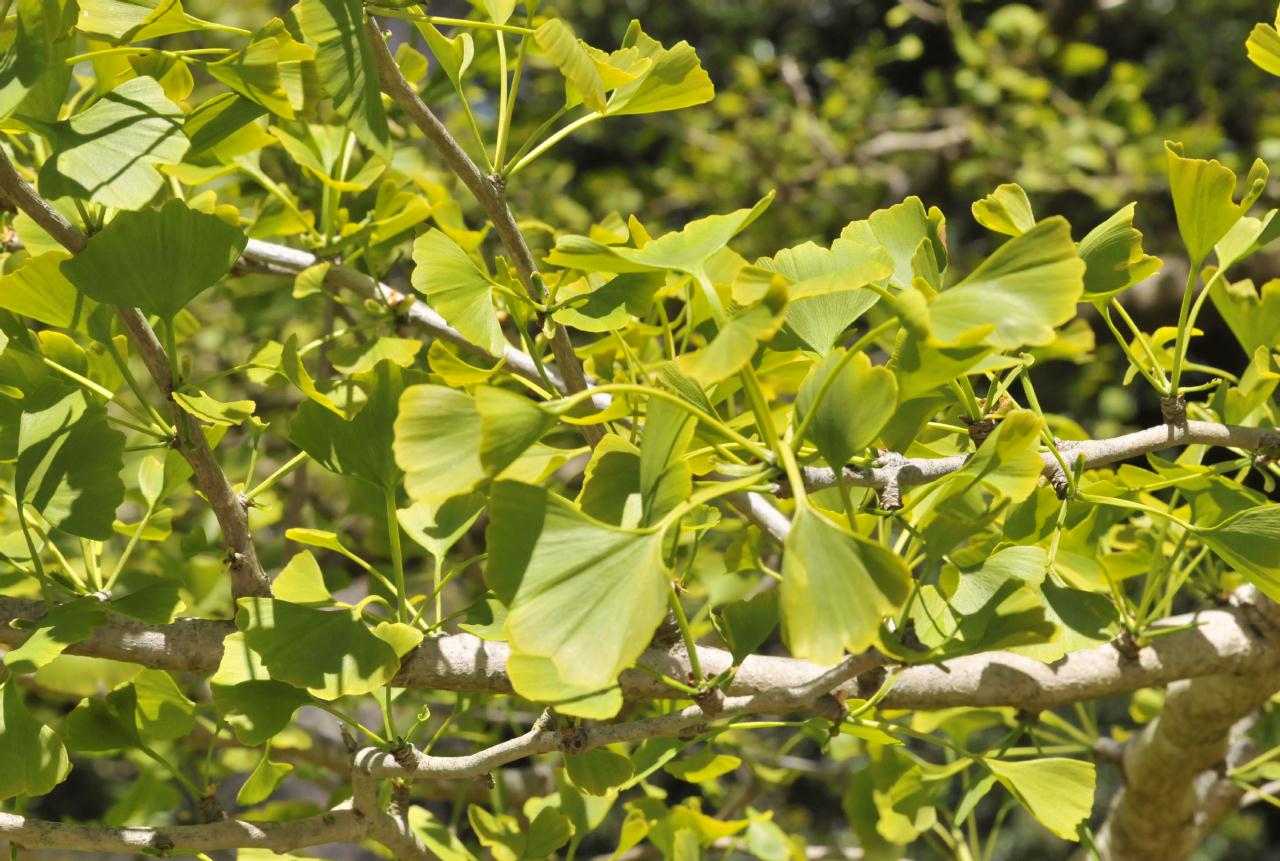 ./Ginkgo_Biloba_Stybing_Arboretum_20100502_135056_4188BCX.jpg