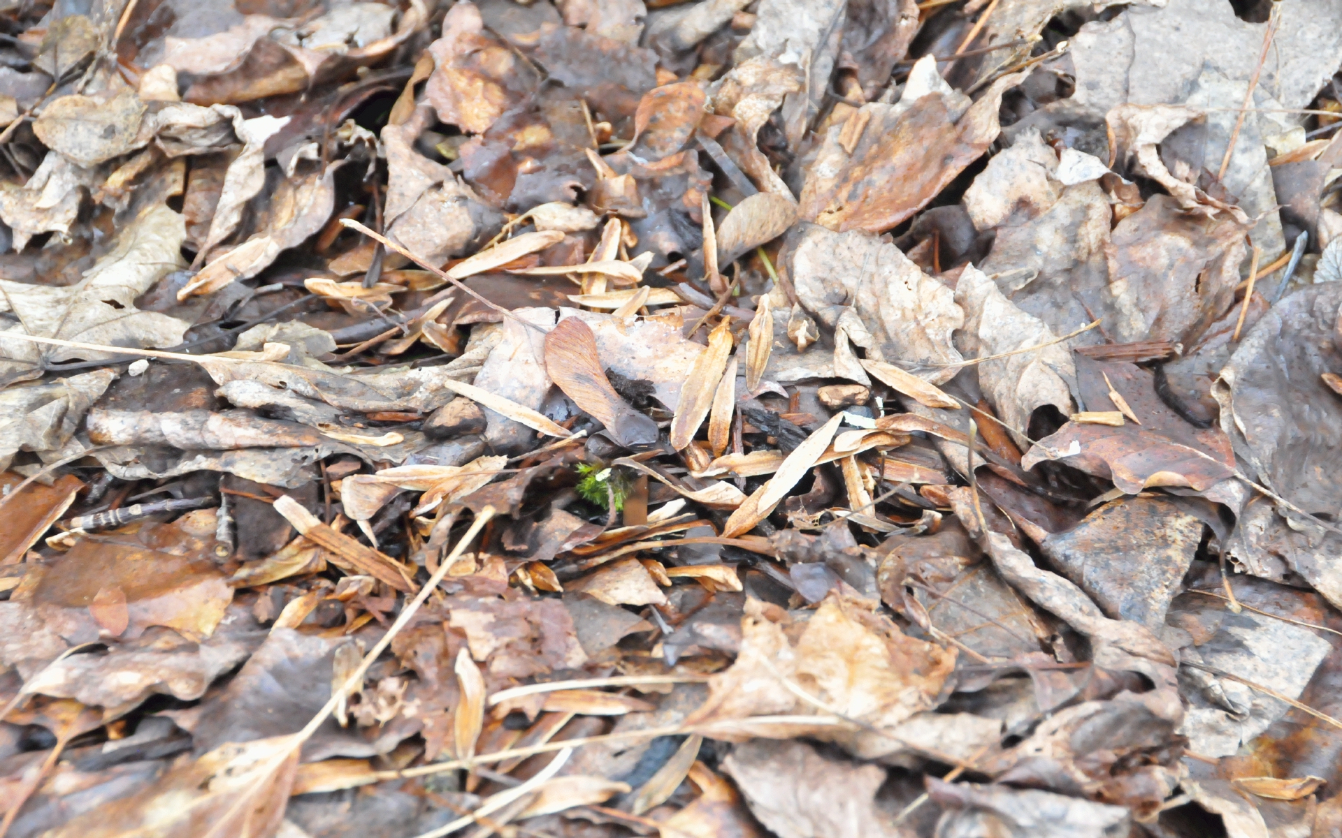 ./Leaf_Compost_20220118_154839_C22_0038.jpg