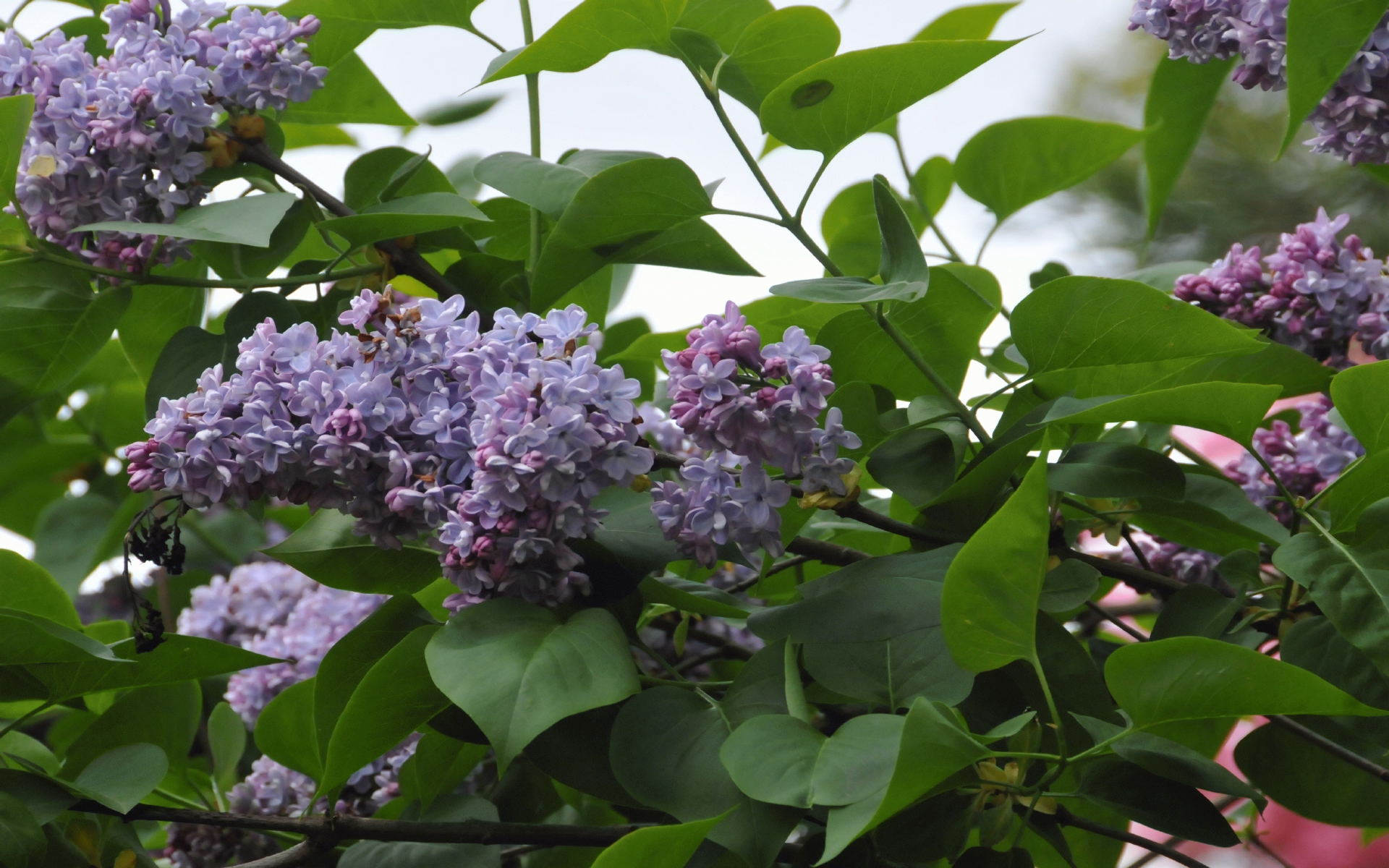 ./Lilac_Tree_20220502_140421_C22_0518.jpg